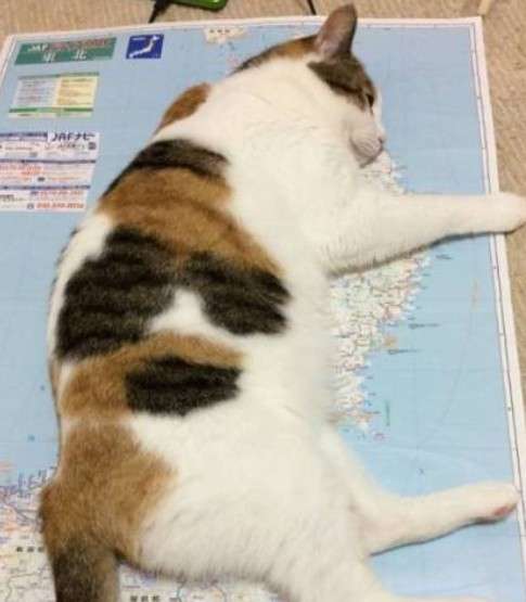 がるちゃん猫カフェ118号店開店しました♪(初めての方も大歓迎♪)