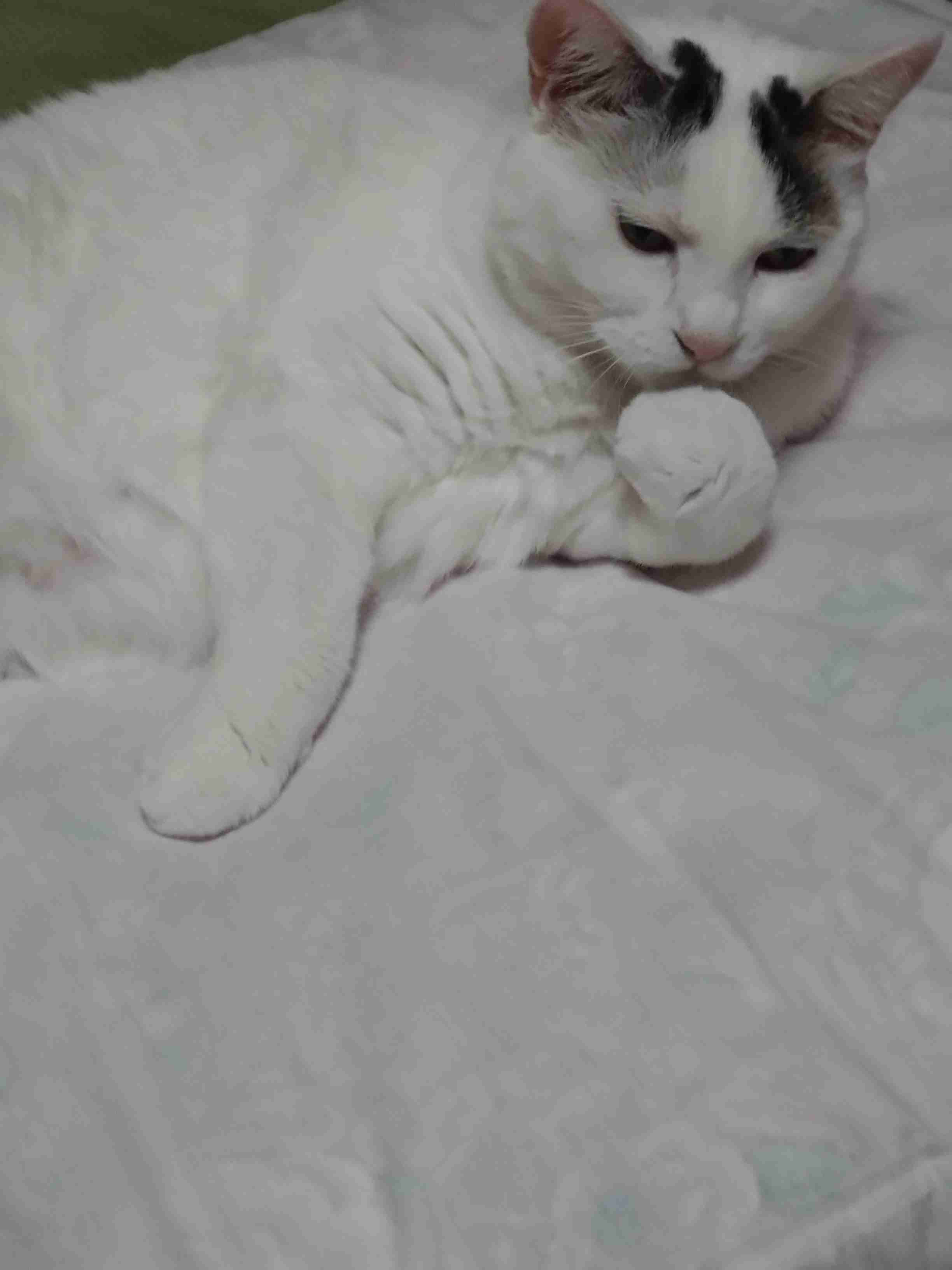 がるちゃん猫カフェ118号店開店しました♪(初めての方も大歓迎♪)