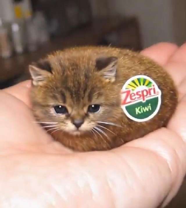 がるちゃん猫カフェ118号店開店しました♪(初めての方も大歓迎♪)