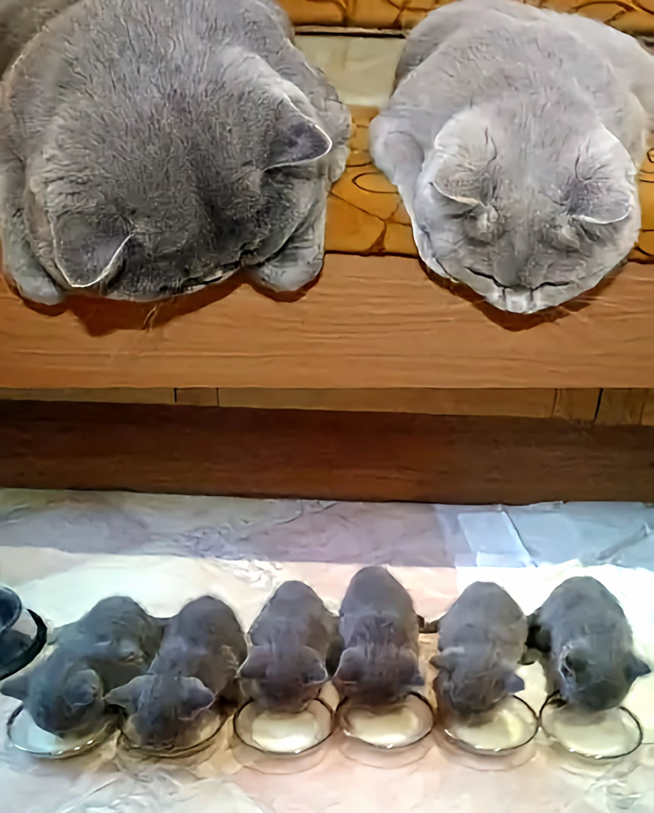 がるちゃん猫カフェ118号店開店しました♪(初めての方も大歓迎♪)