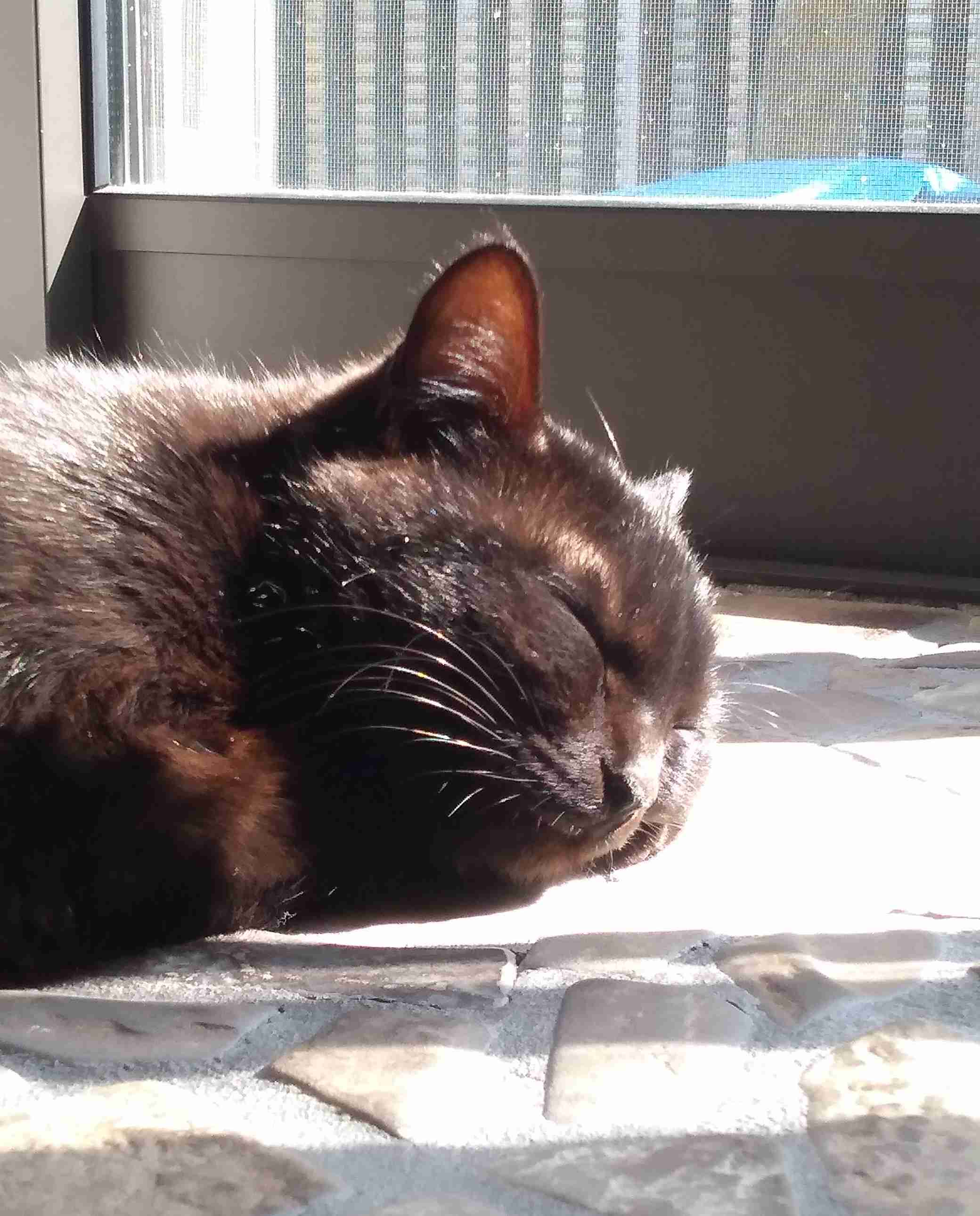 がるちゃん猫カフェ118号店開店しました♪(初めての方も大歓迎♪)