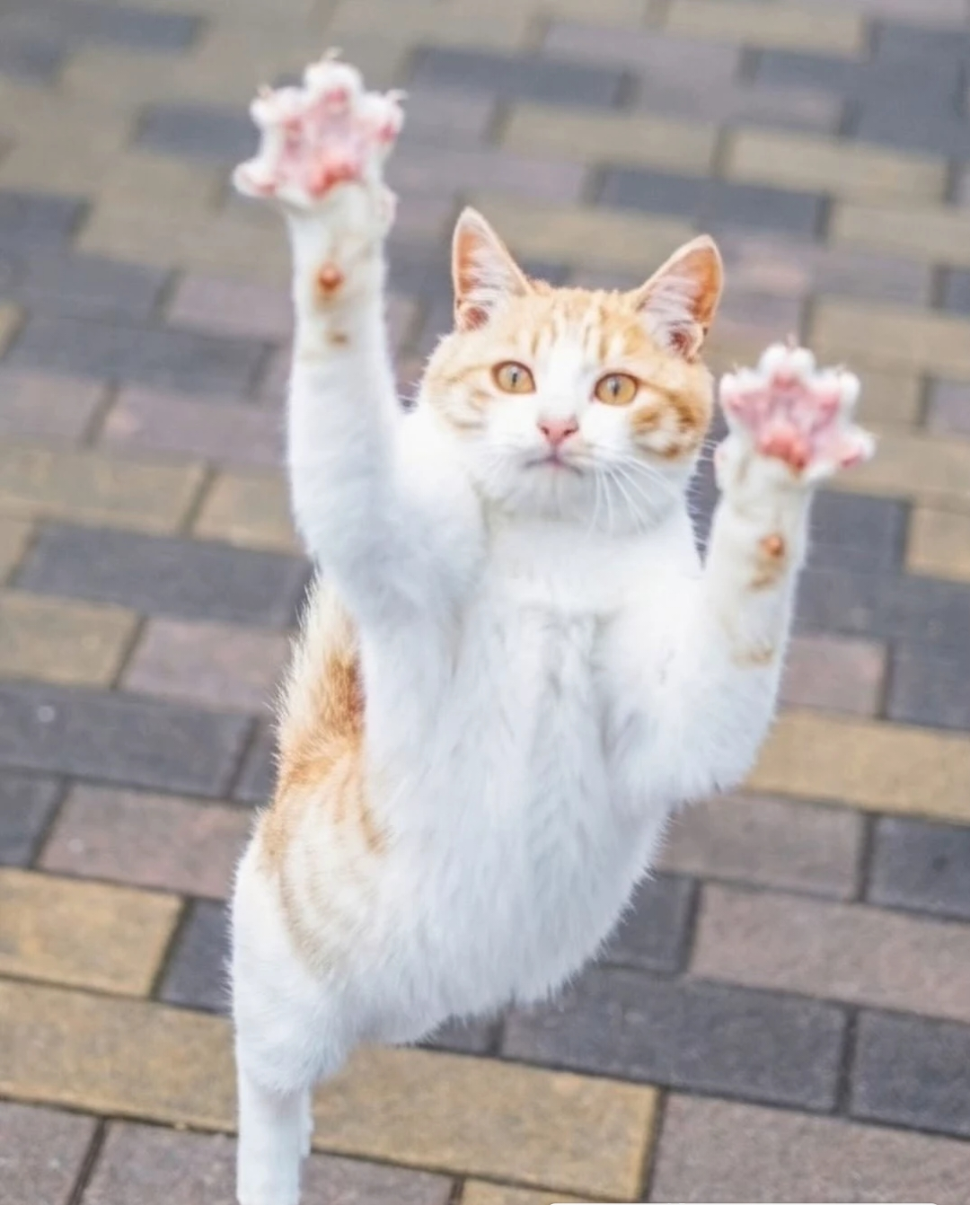 がるちゃん猫カフェ118号店開店しました♪(初めての方も大歓迎♪)