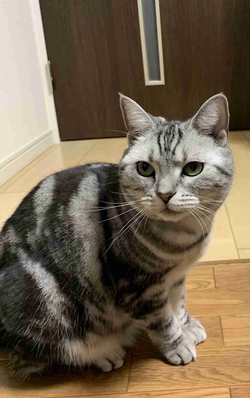 がるちゃん猫カフェ118号店開店しました♪(初めての方も大歓迎♪)