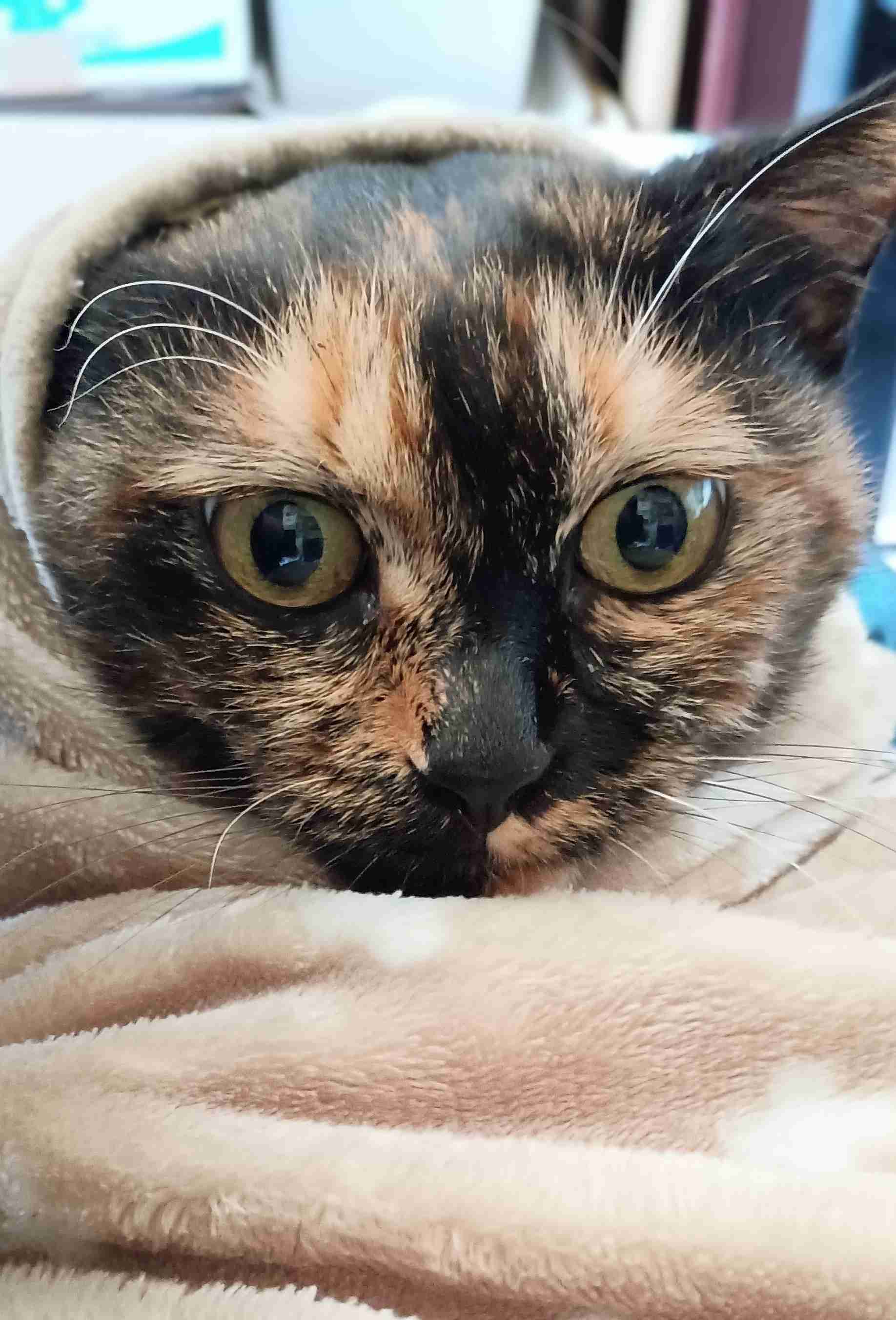 がるちゃん猫カフェ118号店開店しました♪(初めての方も大歓迎♪)