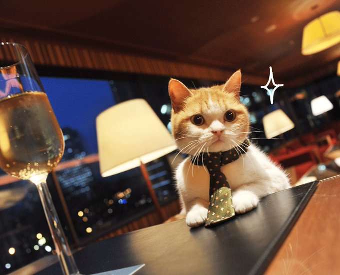 がるちゃん猫カフェ118号店開店しました♪(初めての方も大歓迎♪)