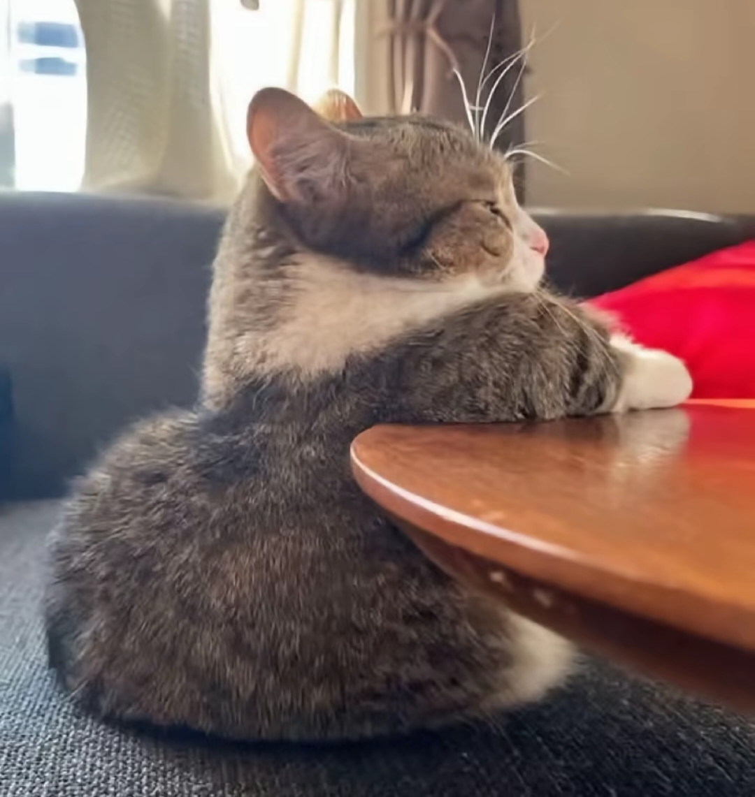 がるちゃん猫カフェ118号店開店しました♪(初めての方も大歓迎♪)