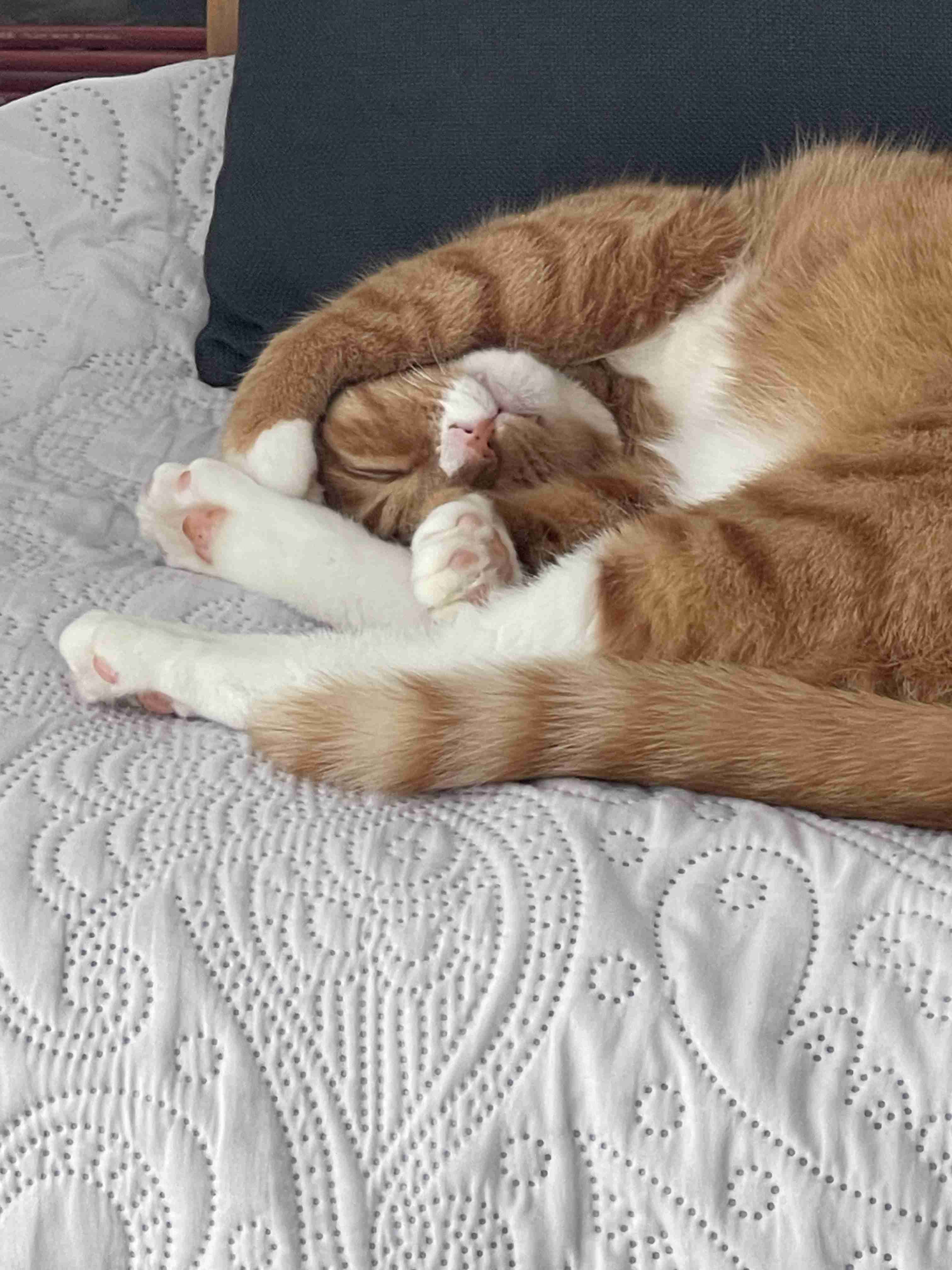 がるちゃん猫カフェ118号店開店しました♪(初めての方も大歓迎♪)