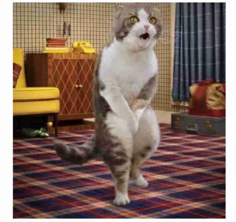 がるちゃん猫カフェ118号店開店しました♪(初めての方も大歓迎♪)