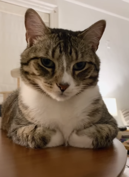 がるちゃん猫カフェ118号店開店しました♪(初めての方も大歓迎♪)