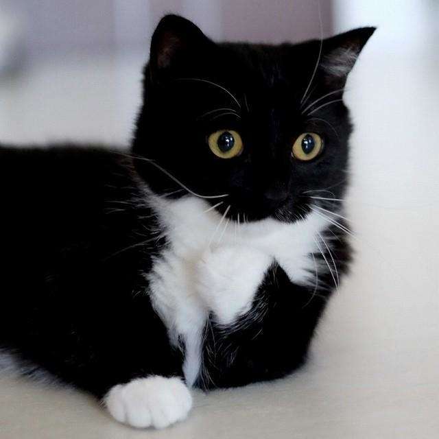 がるちゃん猫カフェ118号店開店しました♪(初めての方も大歓迎♪)