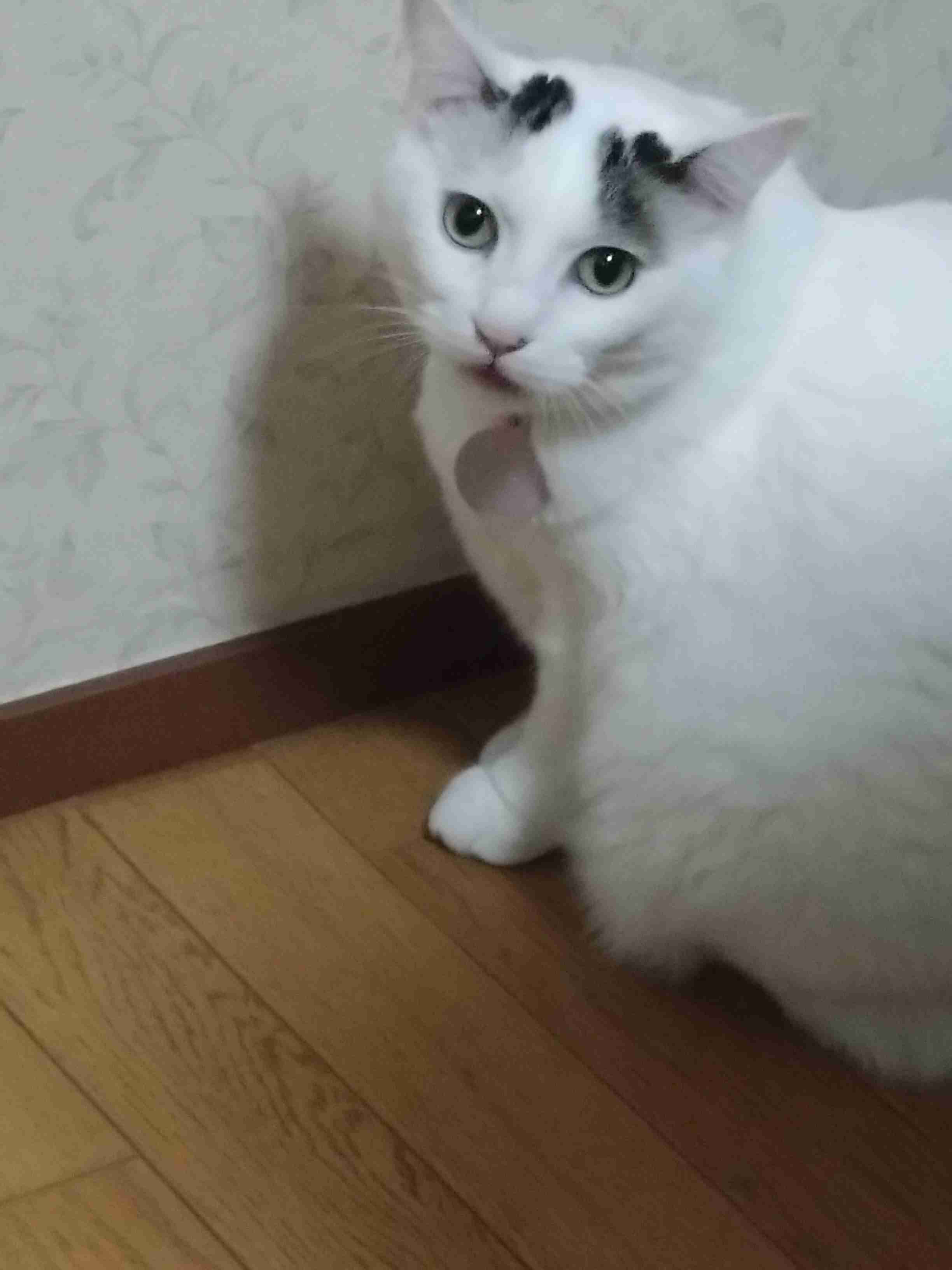 がるちゃん猫カフェ118号店開店しました♪(初めての方も大歓迎♪)