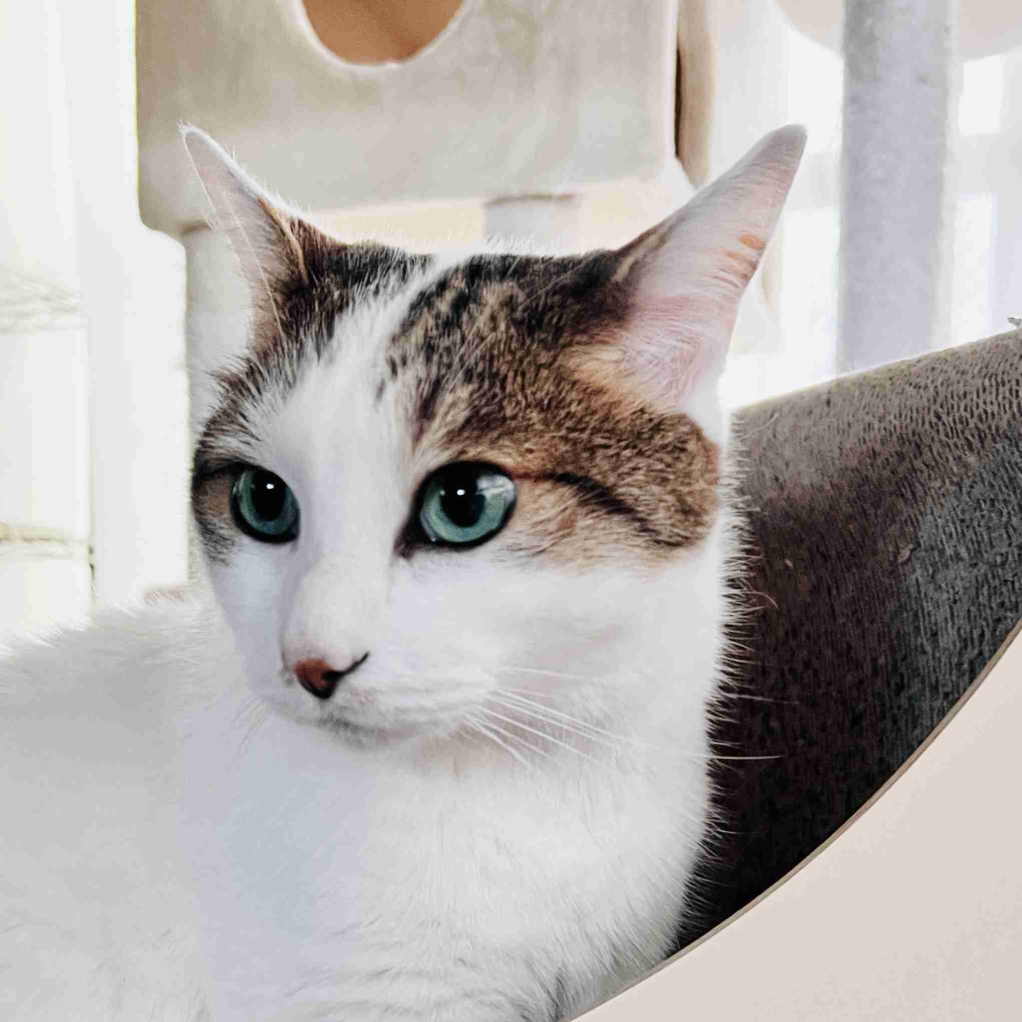 がるちゃん猫カフェ118号店開店しました♪(初めての方も大歓迎♪)