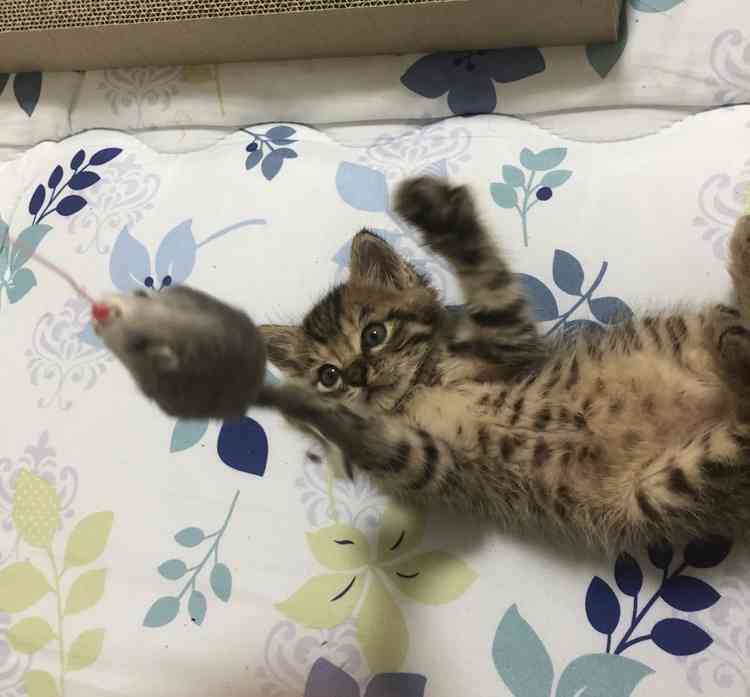 がるちゃん猫カフェ118号店開店しました♪(初めての方も大歓迎♪)