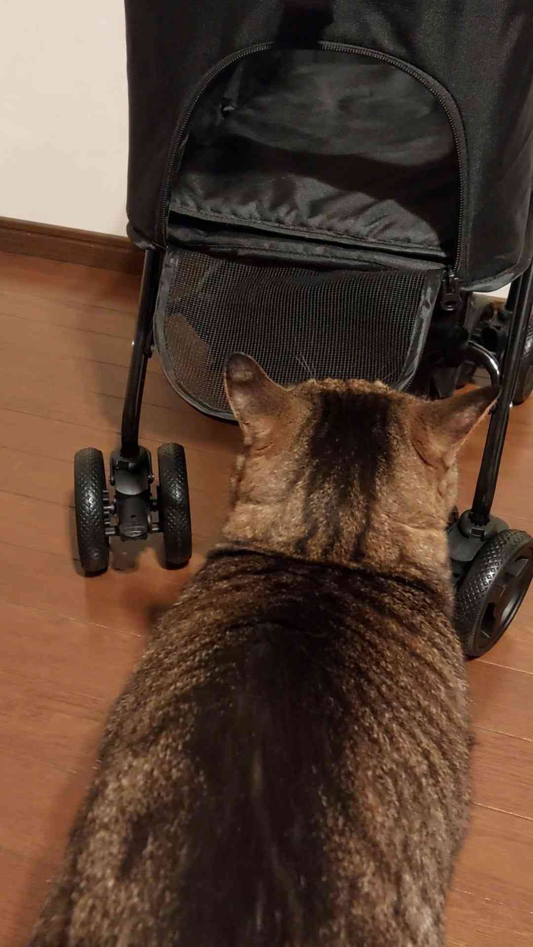 がるちゃん猫カフェ118号店開店しました♪(初めての方も大歓迎♪)