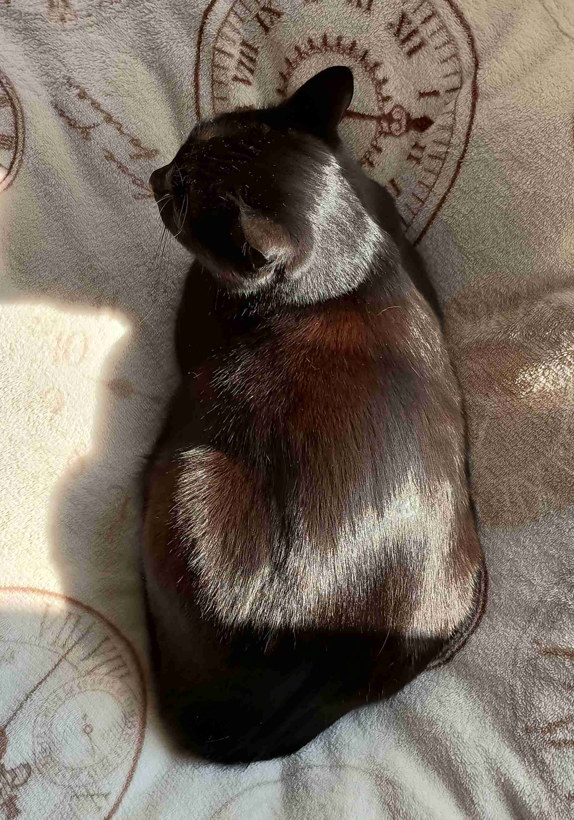 がるちゃん猫カフェ118号店開店しました♪(初めての方も大歓迎♪)