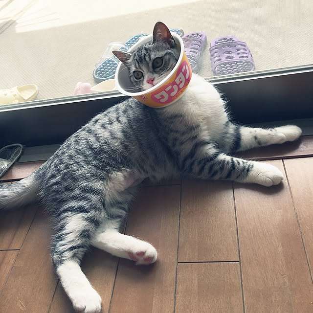 がるちゃん猫カフェ118号店開店しました♪(初めての方も大歓迎♪)