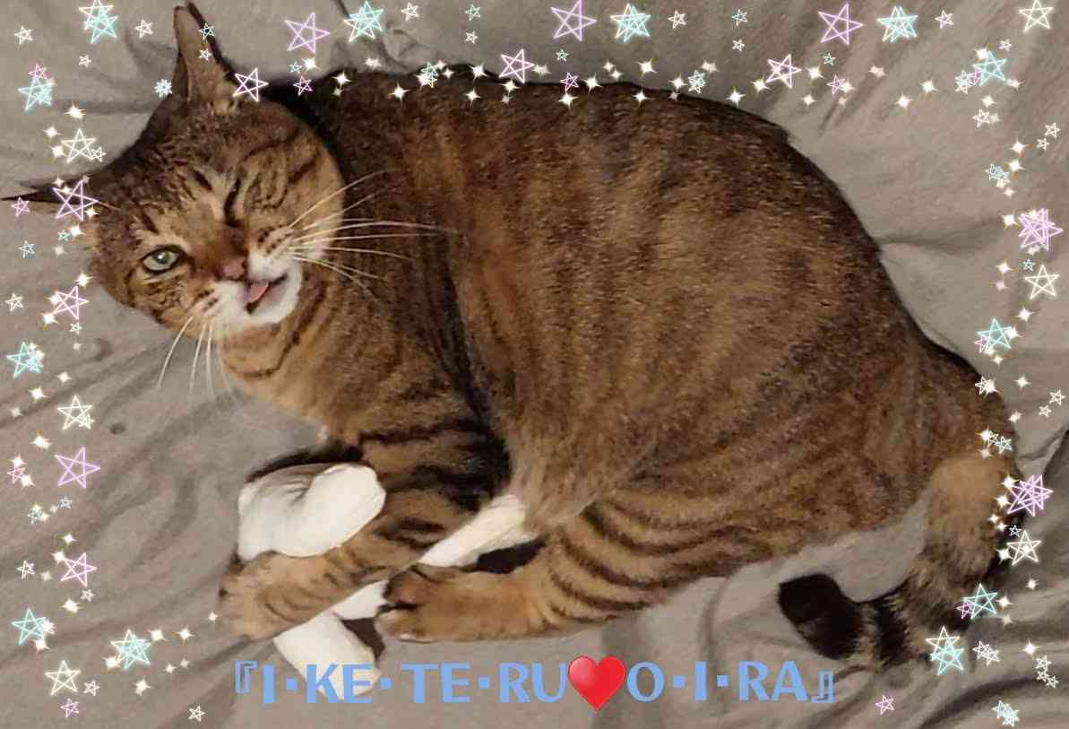 がるちゃん猫カフェ118号店開店しました♪(初めての方も大歓迎♪)