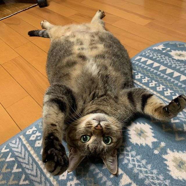 がるちゃん猫カフェ118号店開店しました♪(初めての方も大歓迎♪)