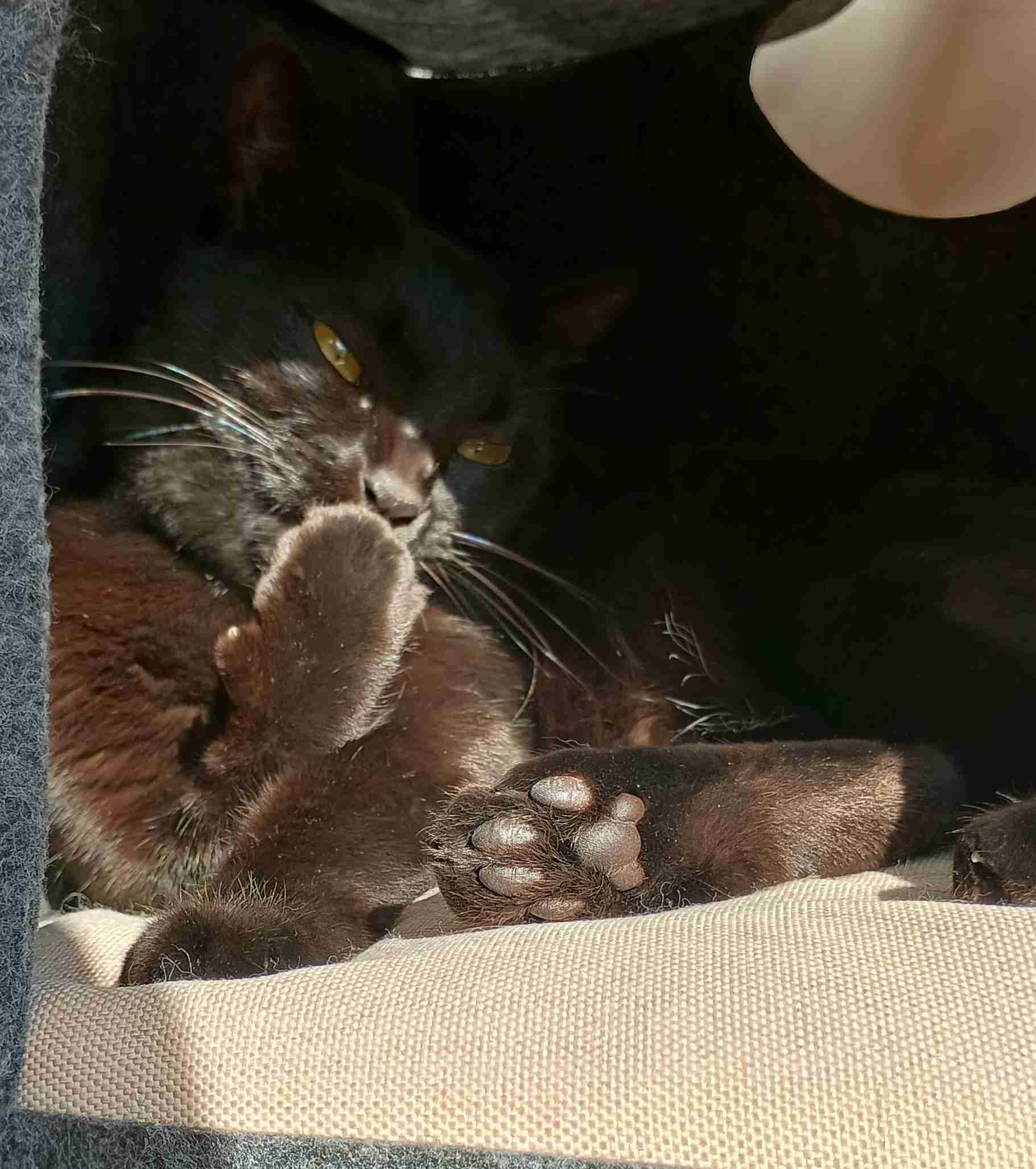 がるちゃん猫カフェ118号店開店しました♪(初めての方も大歓迎♪)