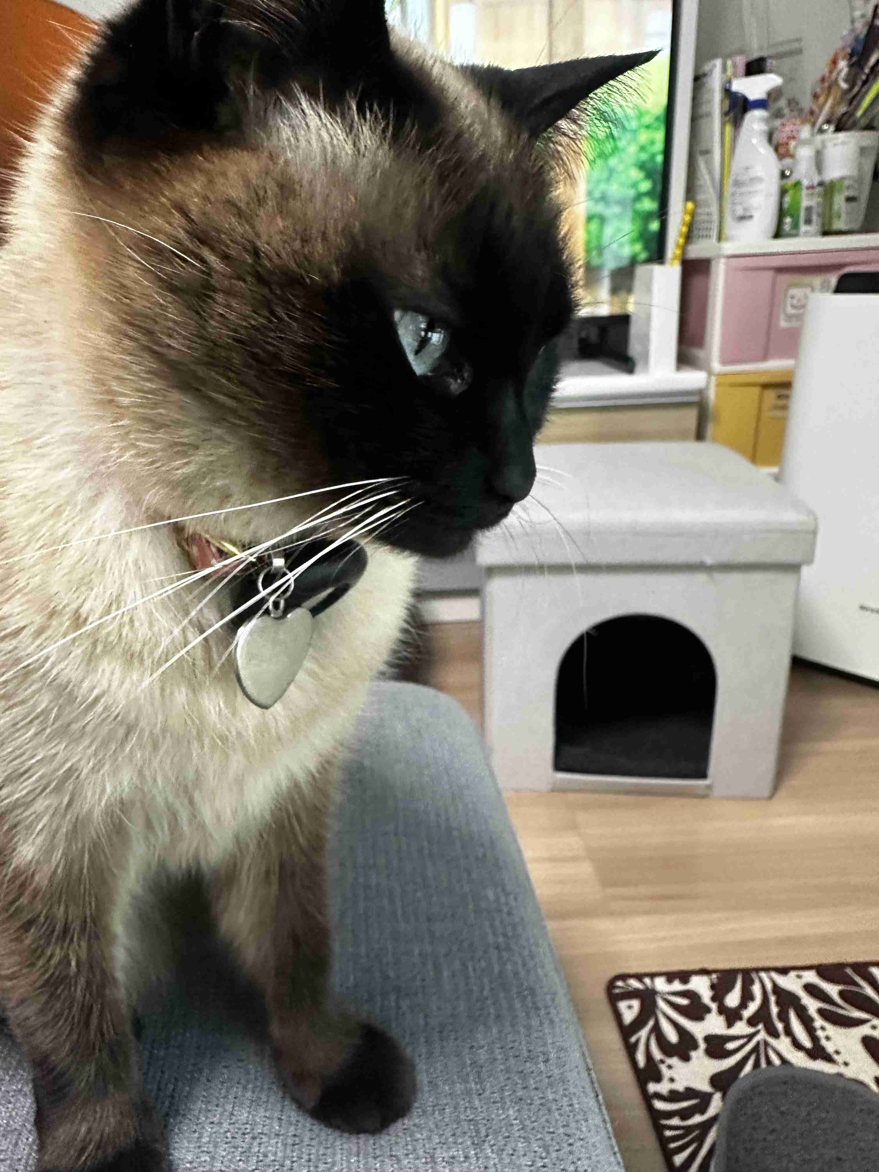 がるちゃん猫カフェ118号店開店しました♪(初めての方も大歓迎♪)