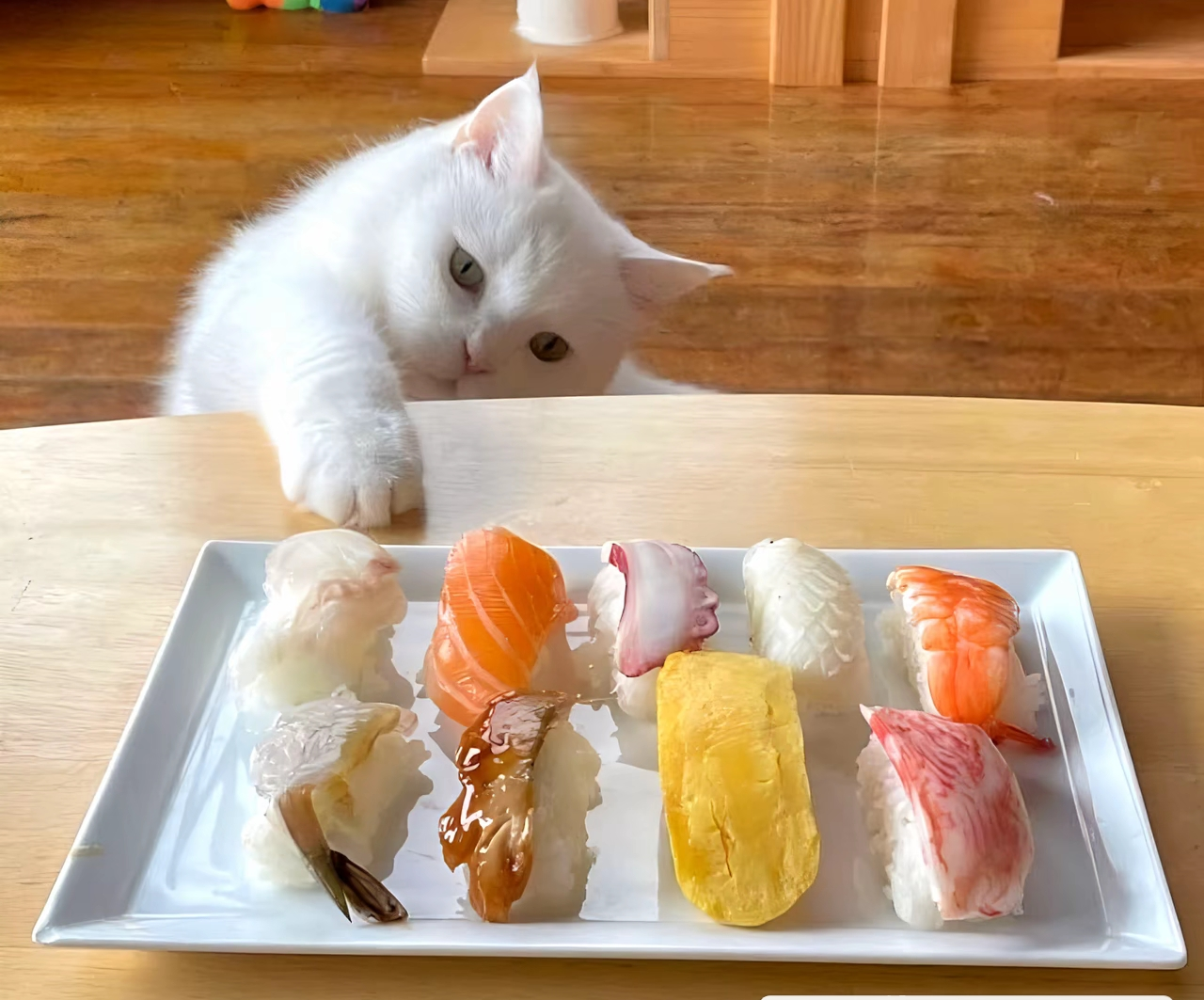 がるちゃん猫カフェ118号店開店しました♪(初めての方も大歓迎♪)