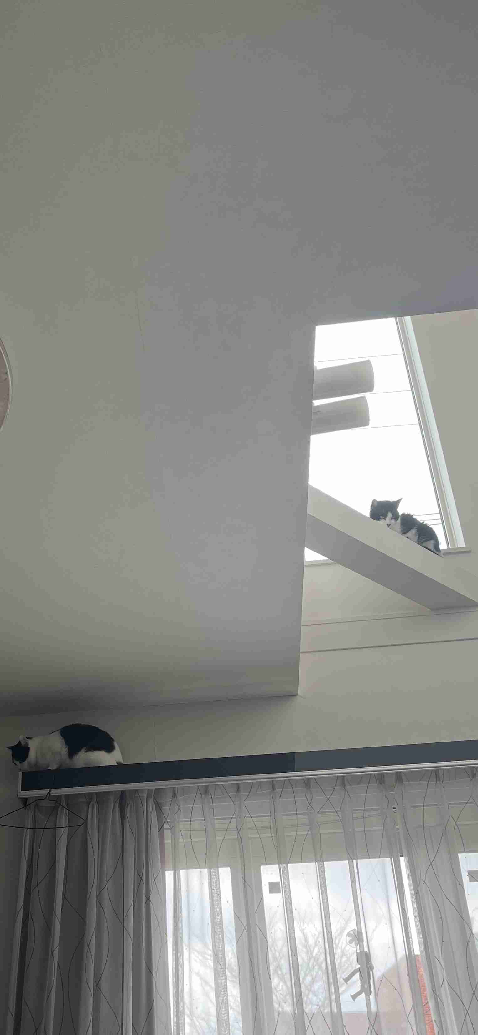 がるちゃん猫カフェ118号店開店しました♪(初めての方も大歓迎♪)