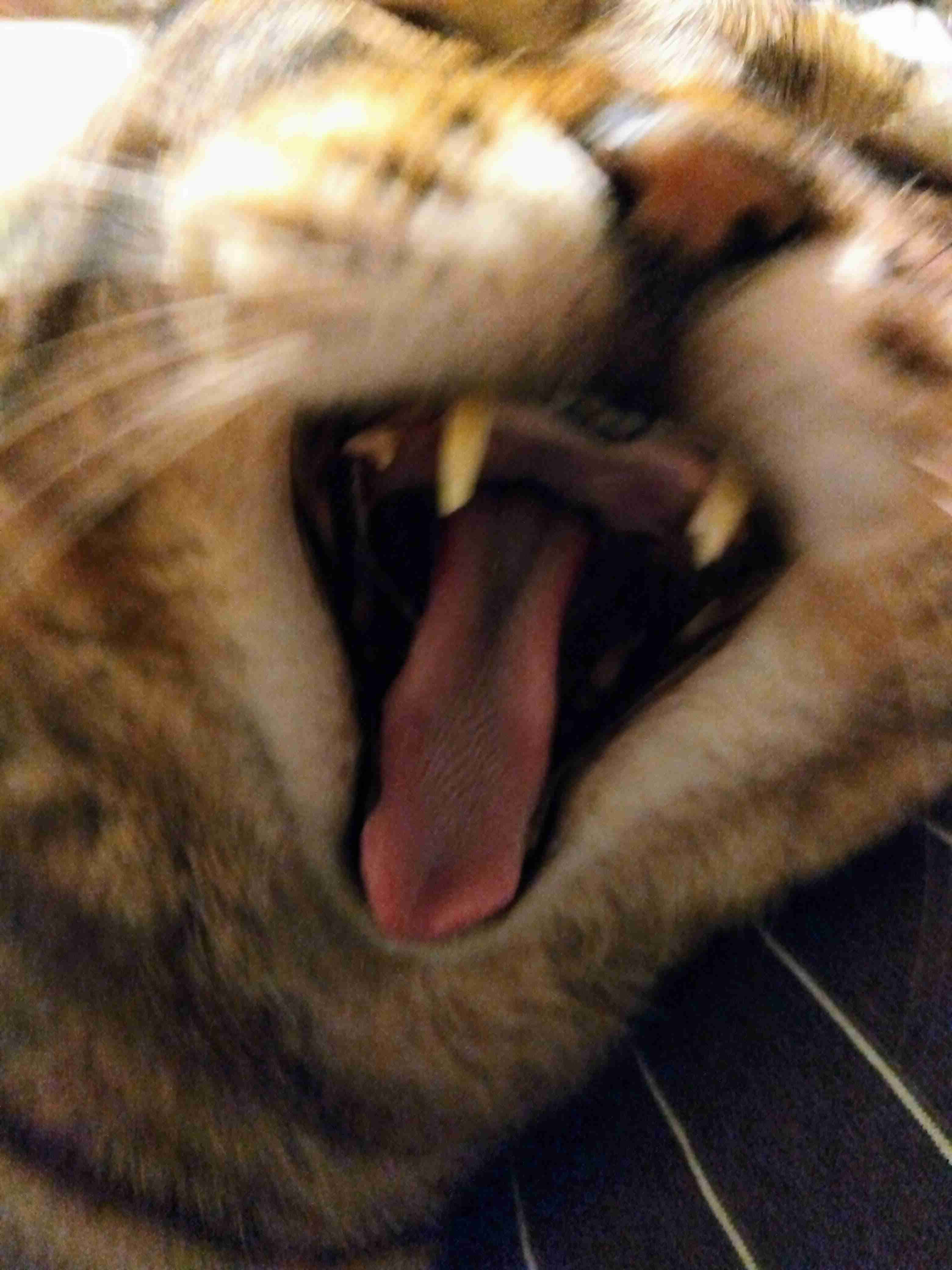 がるちゃん猫カフェ118号店開店しました♪(初めての方も大歓迎♪)