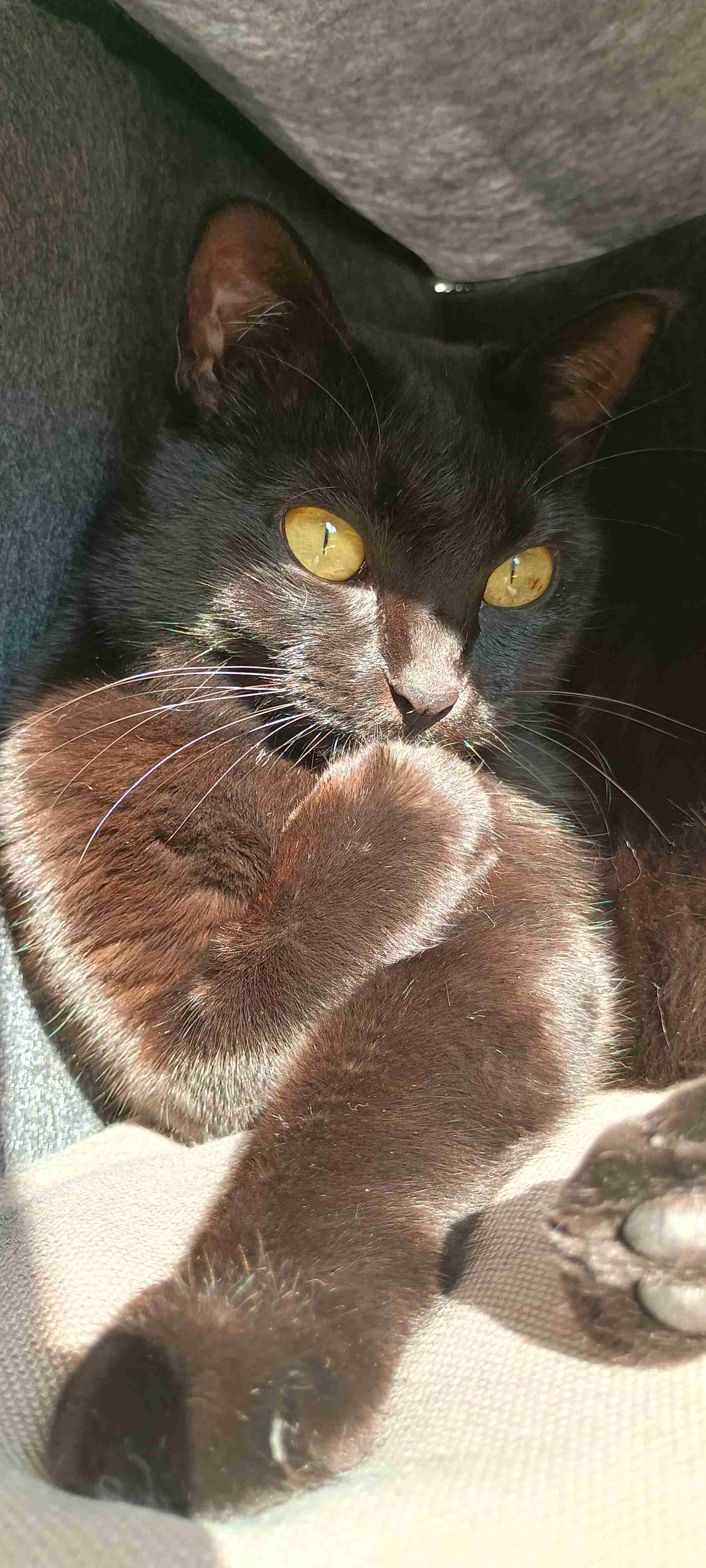 がるちゃん猫カフェ118号店開店しました♪(初めての方も大歓迎♪)