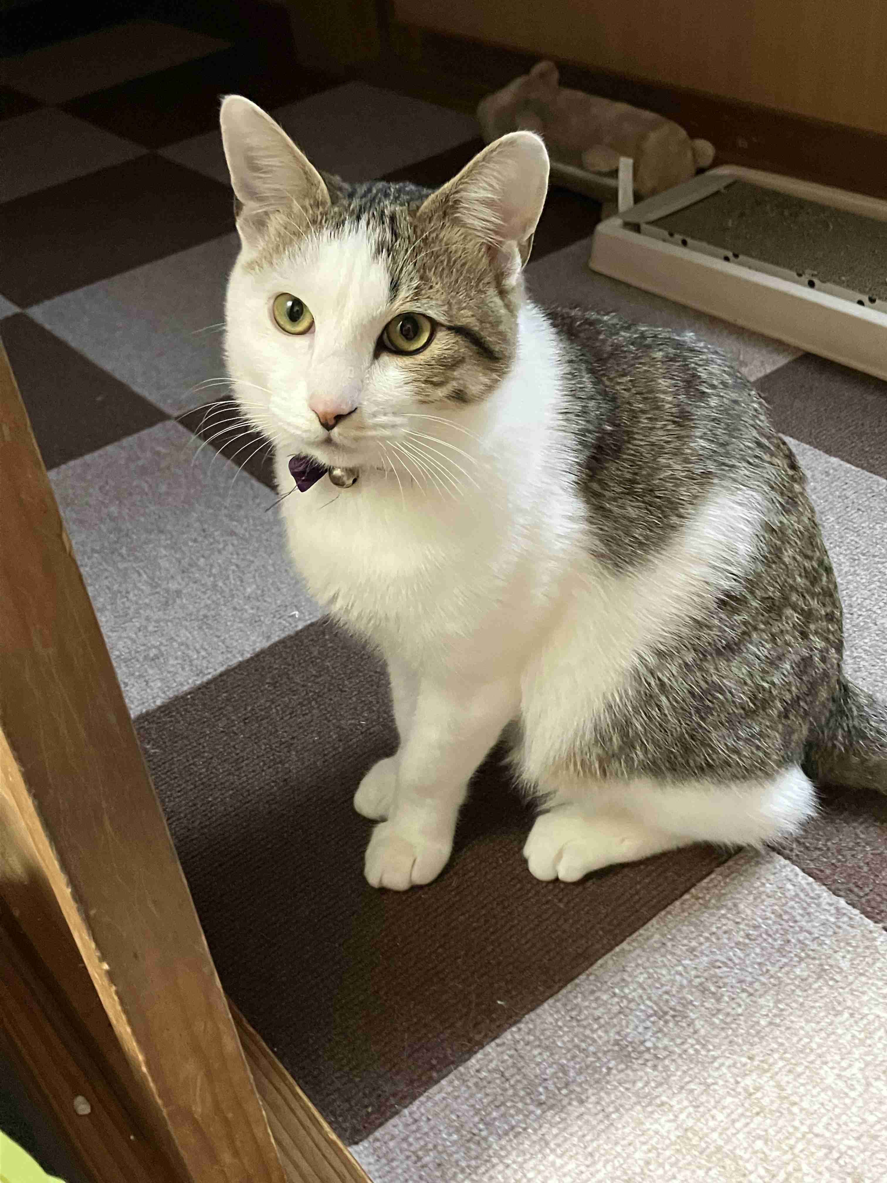 がるちゃん猫カフェ118号店開店しました♪(初めての方も大歓迎♪)