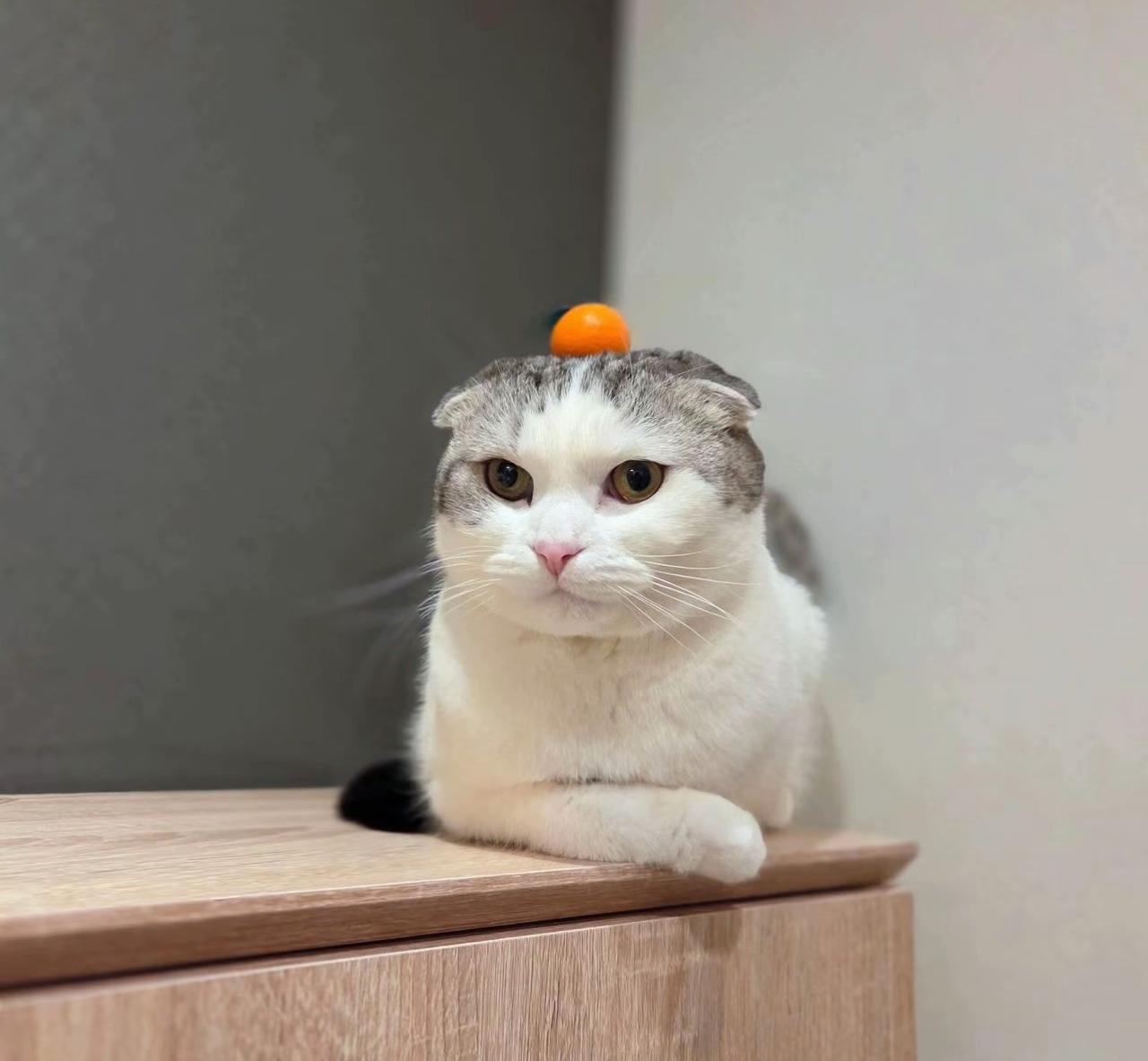 がるちゃん猫カフェ118号店開店しました♪(初めての方も大歓迎♪)