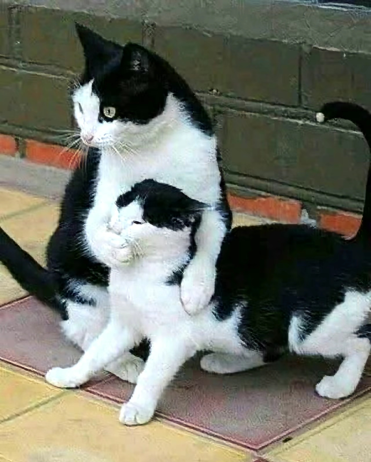 がるちゃん猫カフェ118号店開店しました♪(初めての方も大歓迎♪)