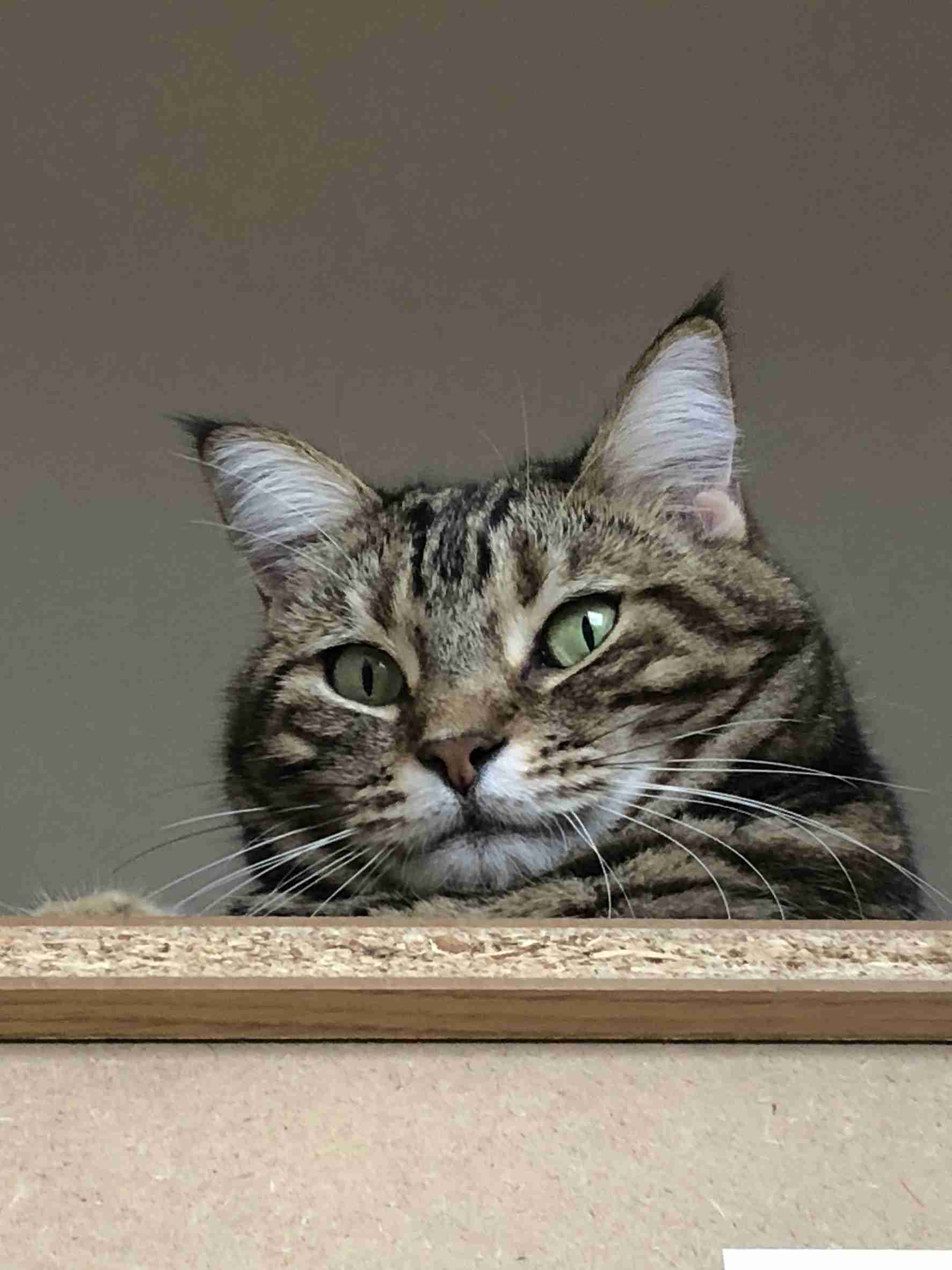 がるちゃん猫カフェ118号店開店しました♪(初めての方も大歓迎♪)