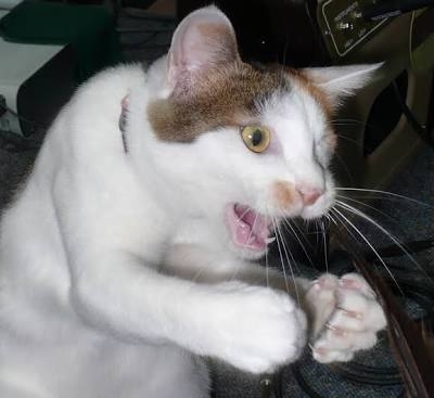 がるちゃん猫カフェ118号店開店しました♪(初めての方も大歓迎♪)