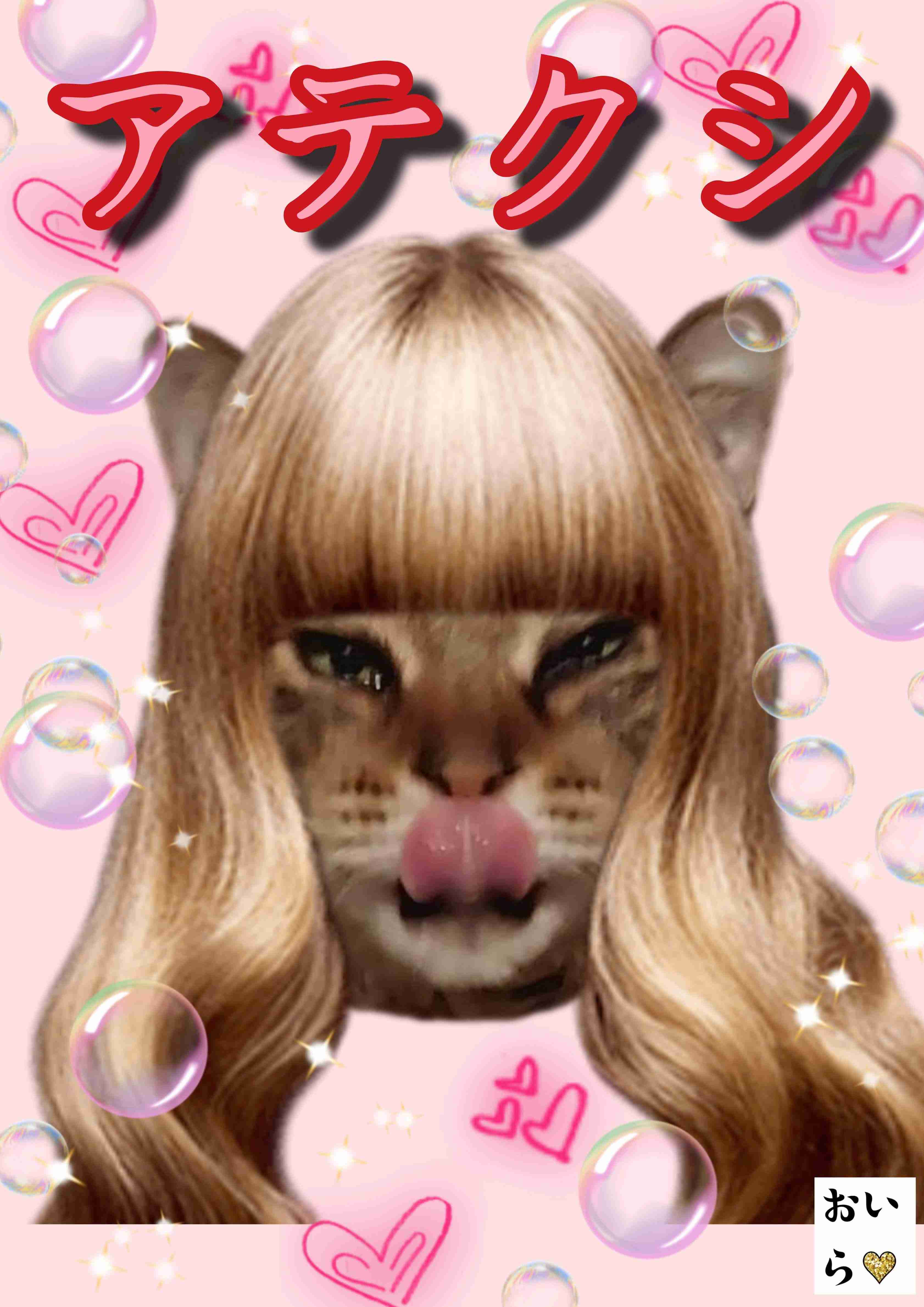 がるちゃん猫カフェ118号店開店しました♪(初めての方も大歓迎♪)