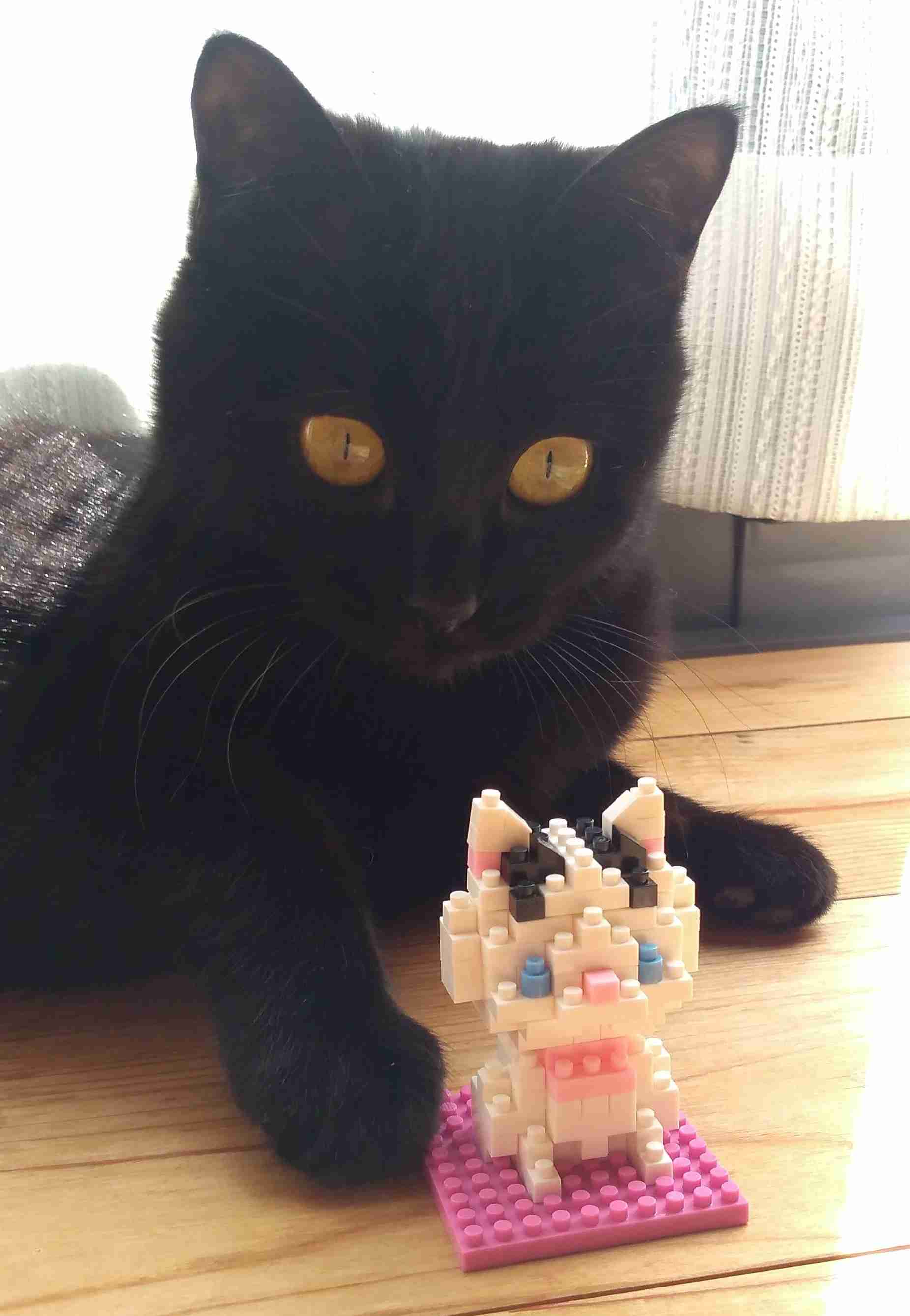 がるちゃん猫カフェ118号店開店しました♪(初めての方も大歓迎♪)