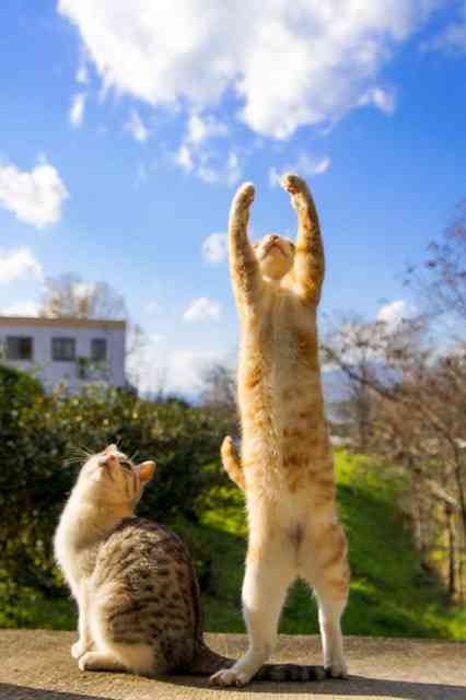 がるちゃん猫カフェ118号店開店しました♪(初めての方も大歓迎♪)