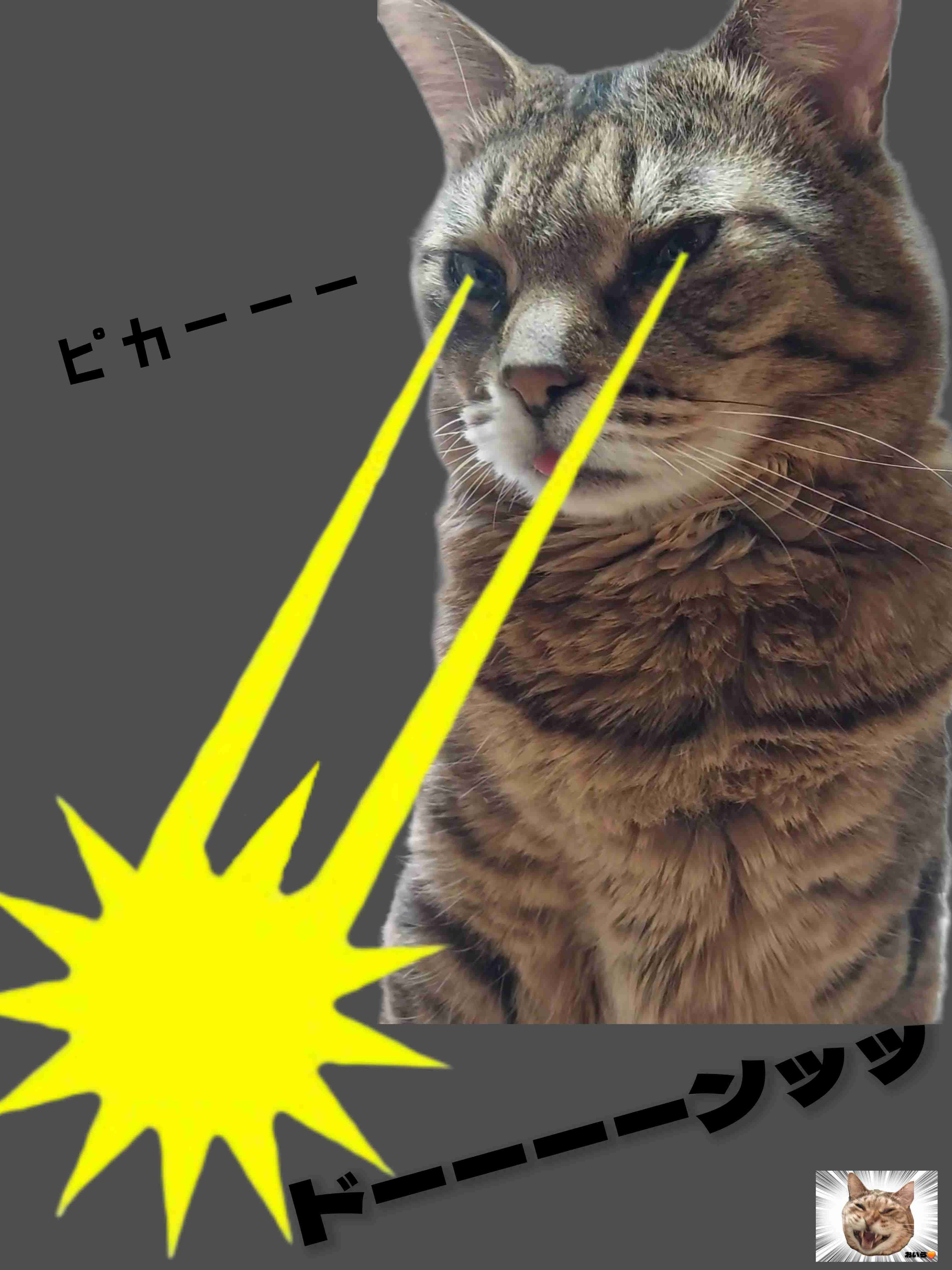 がるちゃん猫カフェ118号店開店しました♪(初めての方も大歓迎♪)