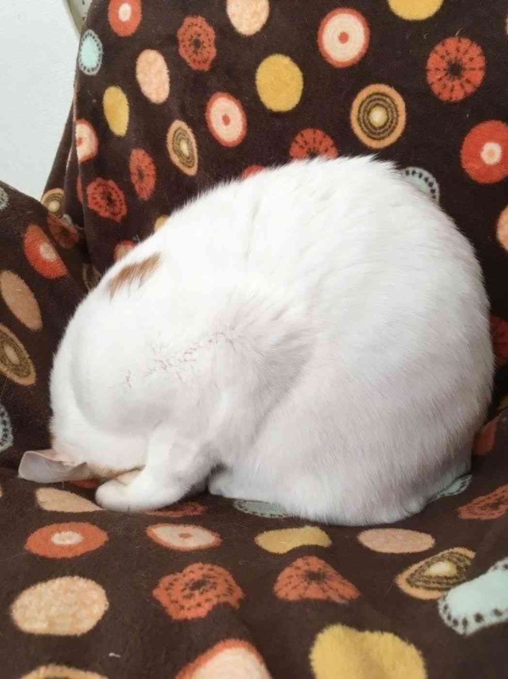 がるちゃん猫カフェ118号店開店しました♪(初めての方も大歓迎♪)