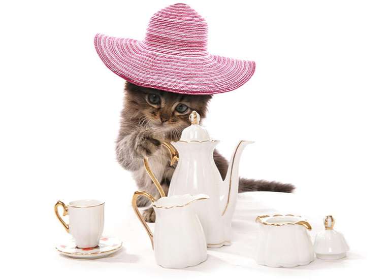 がるちゃん猫カフェ118号店開店しました♪(初めての方も大歓迎♪)