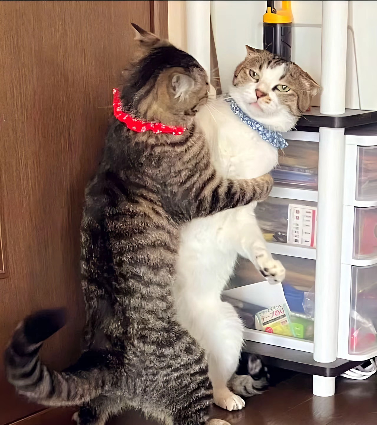 がるちゃん猫カフェ118号店開店しました♪(初めての方も大歓迎♪)