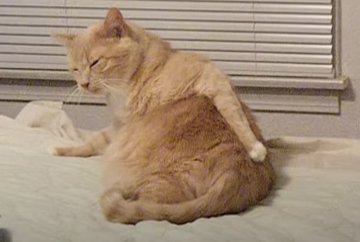 がるちゃん猫カフェ118号店開店しました♪(初めての方も大歓迎♪)