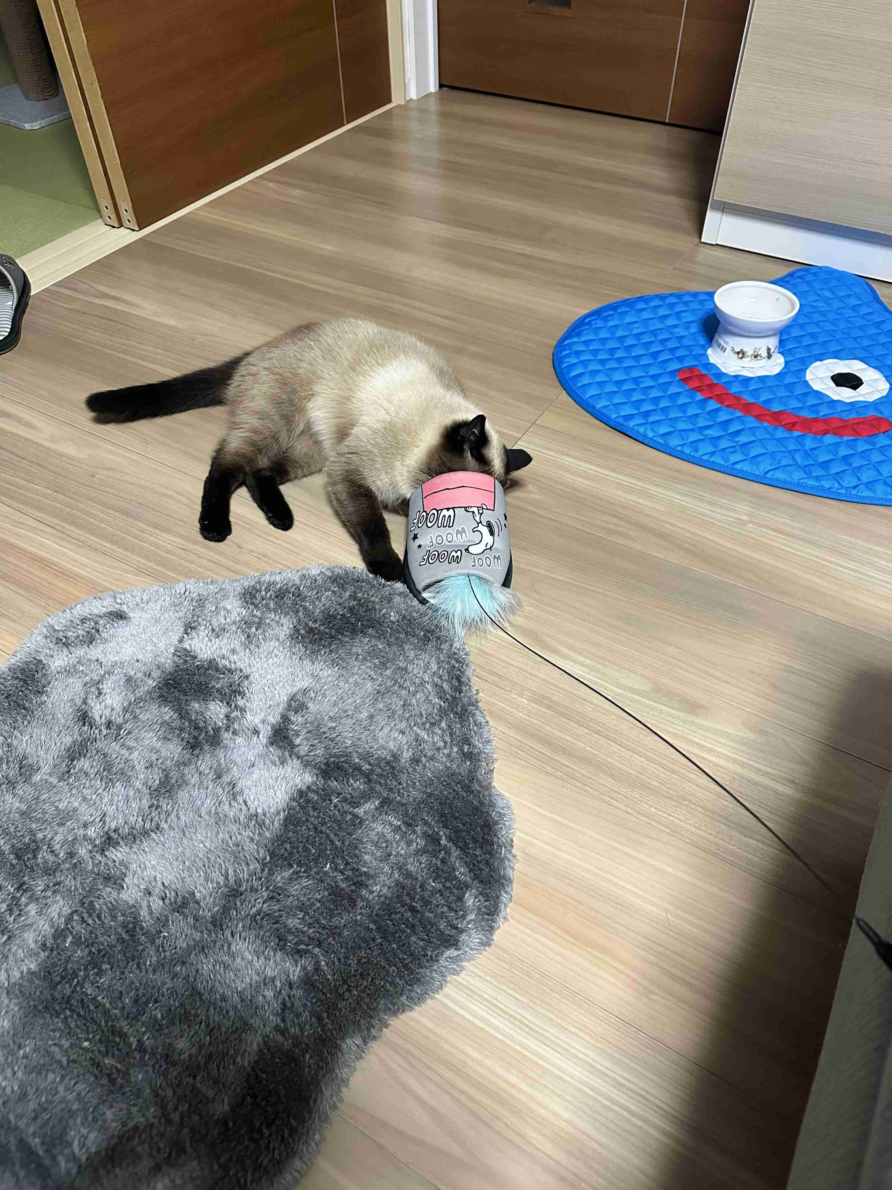 がるちゃん猫カフェ118号店開店しました♪(初めての方も大歓迎♪)