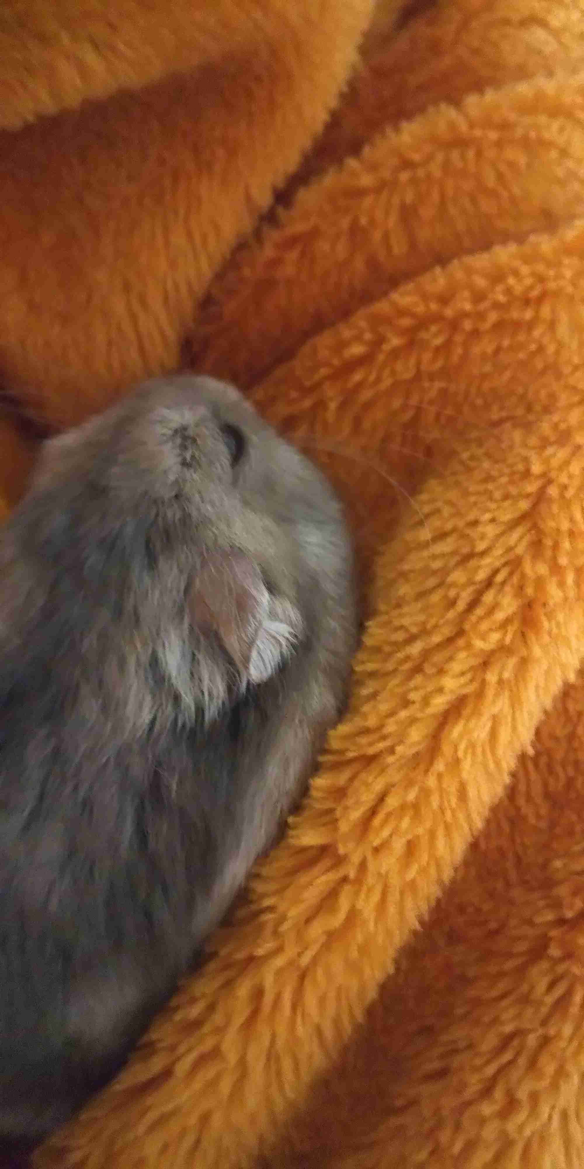 がるちゃん猫カフェ118号店開店しました♪(初めての方も大歓迎♪)