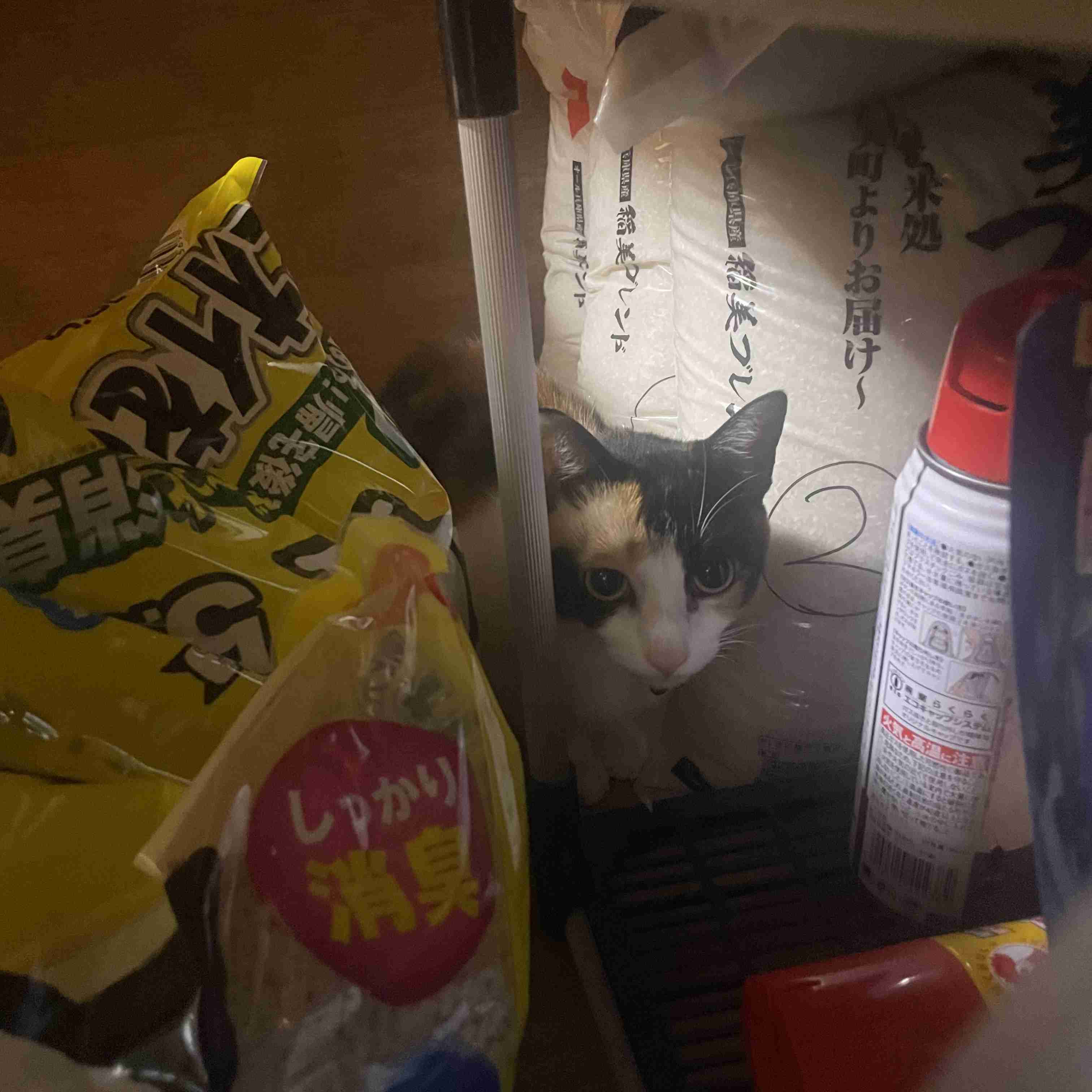 がるちゃん猫カフェ118号店開店しました♪(初めての方も大歓迎♪)