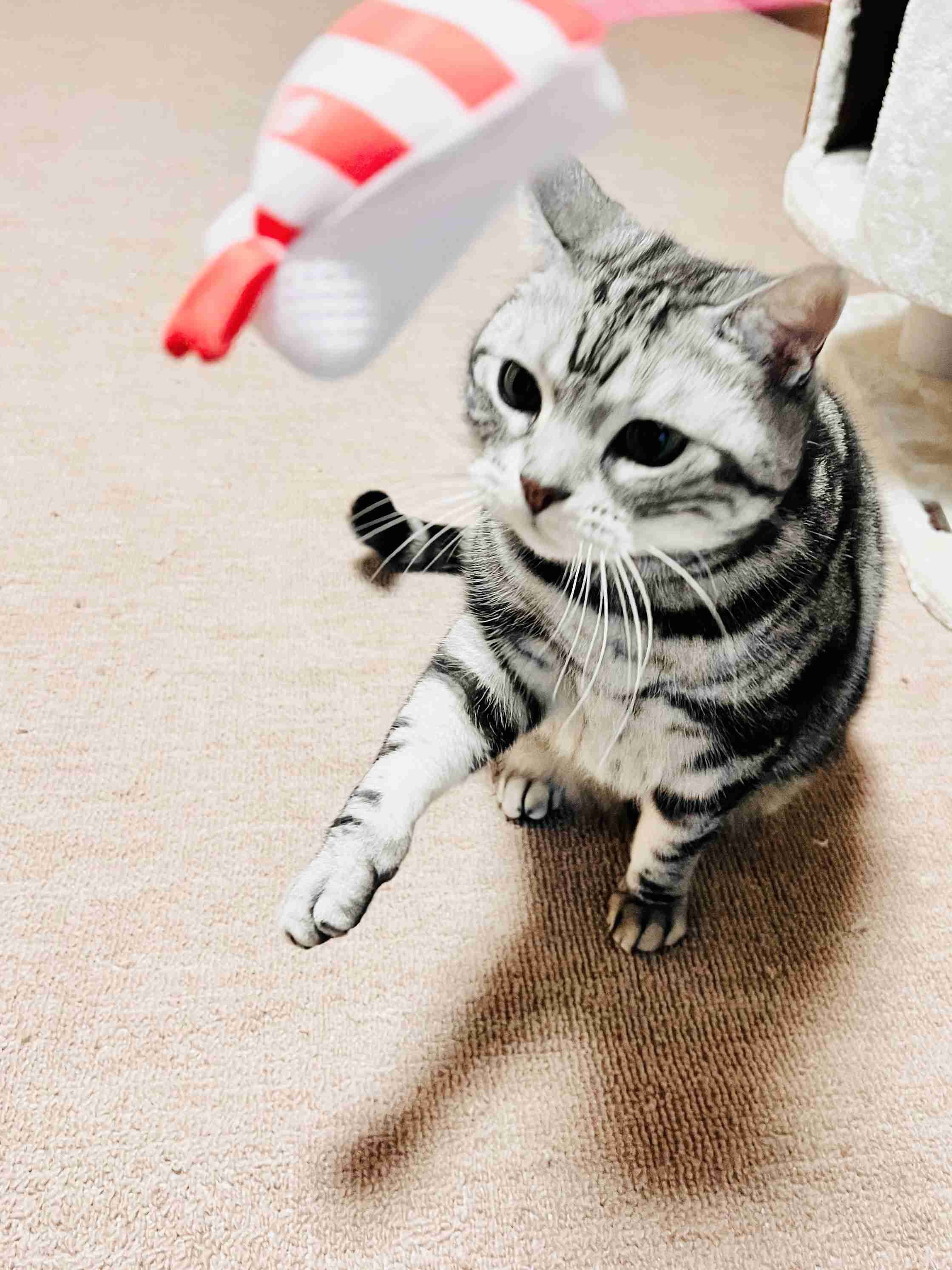 がるちゃん猫カフェ118号店開店しました♪(初めての方も大歓迎♪)