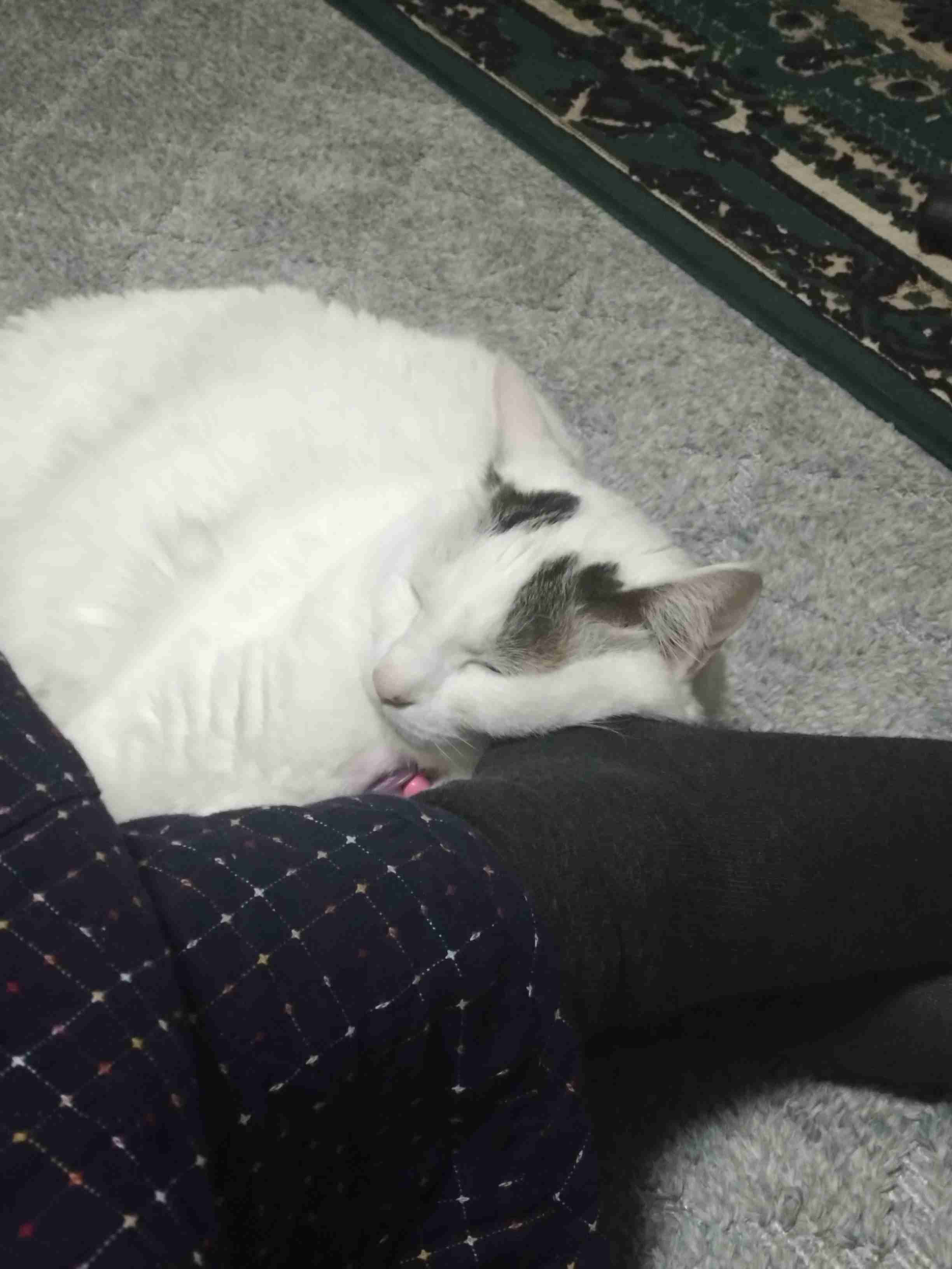 がるちゃん猫カフェ118号店開店しました♪(初めての方も大歓迎♪)