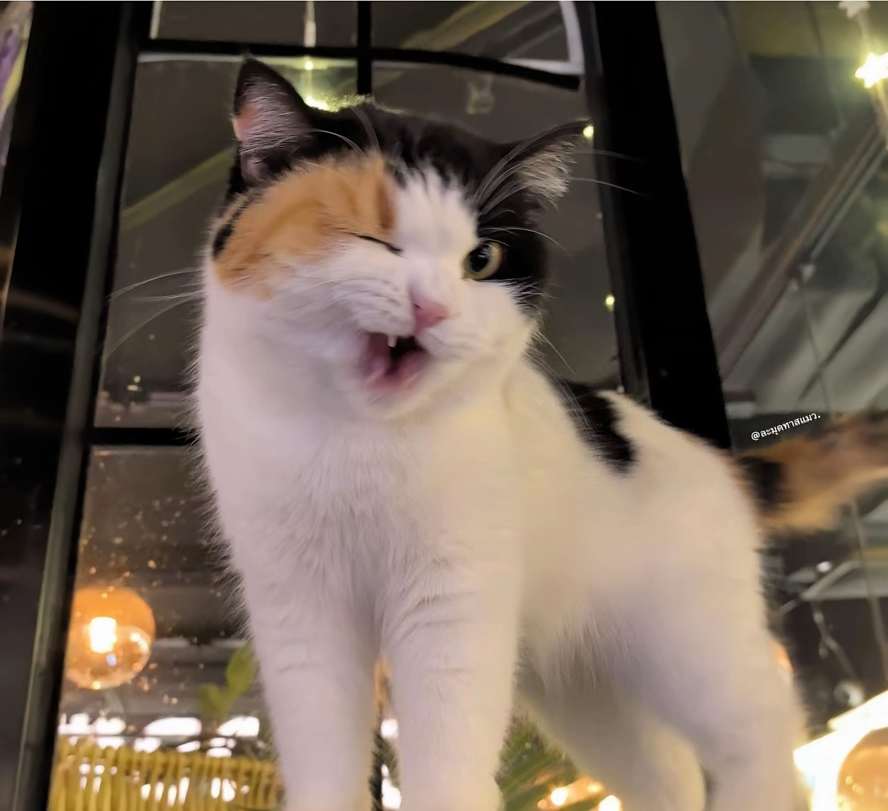 がるちゃん猫カフェ118号店開店しました♪(初めての方も大歓迎♪)