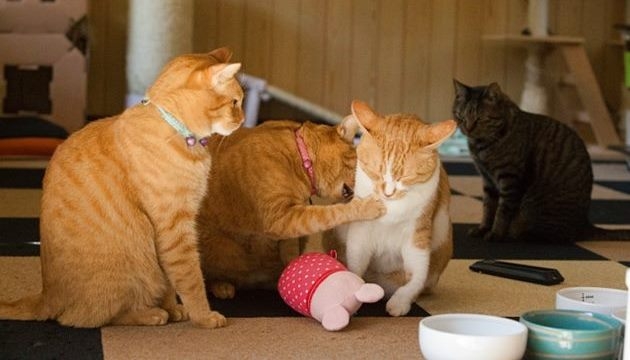 がるちゃん猫カフェ118号店開店しました♪(初めての方も大歓迎♪)