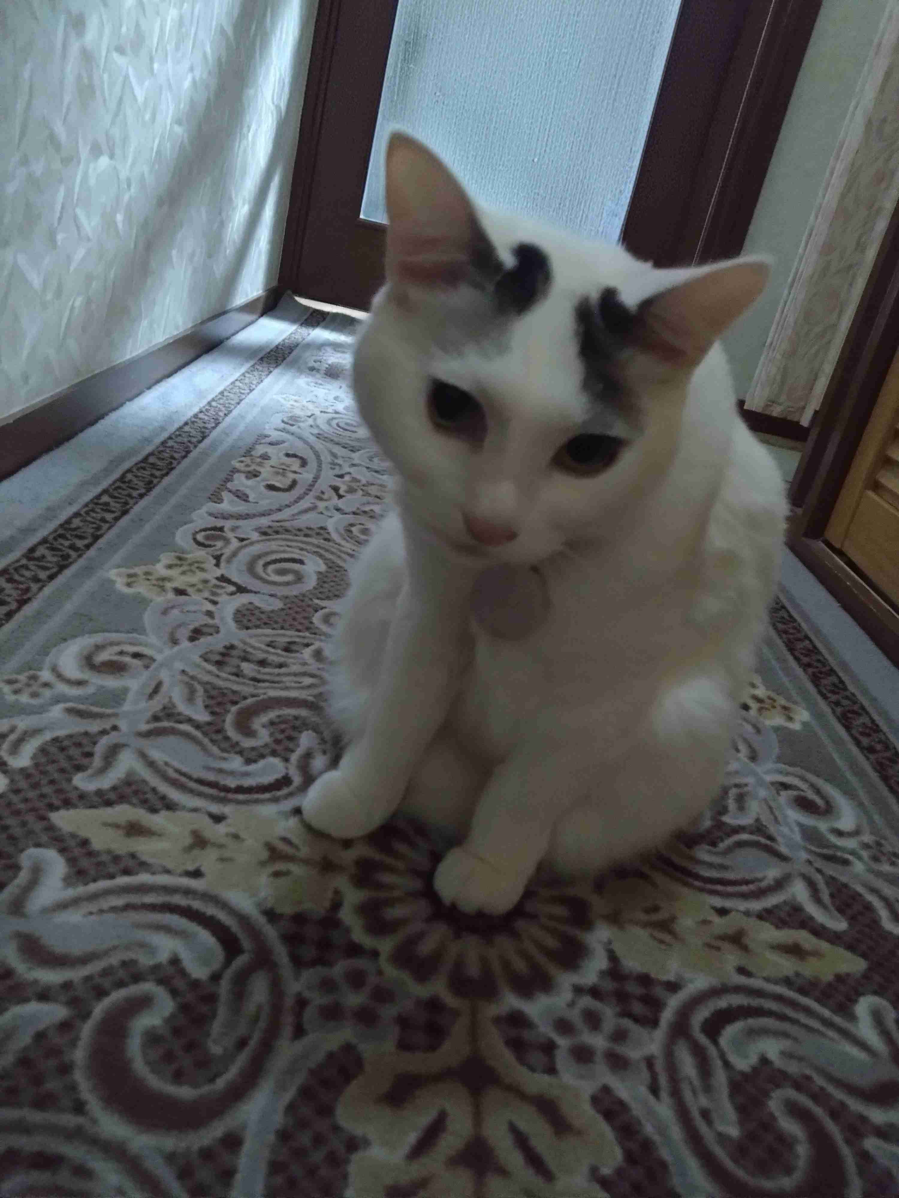 がるちゃん猫カフェ118号店開店しました♪(初めての方も大歓迎♪)