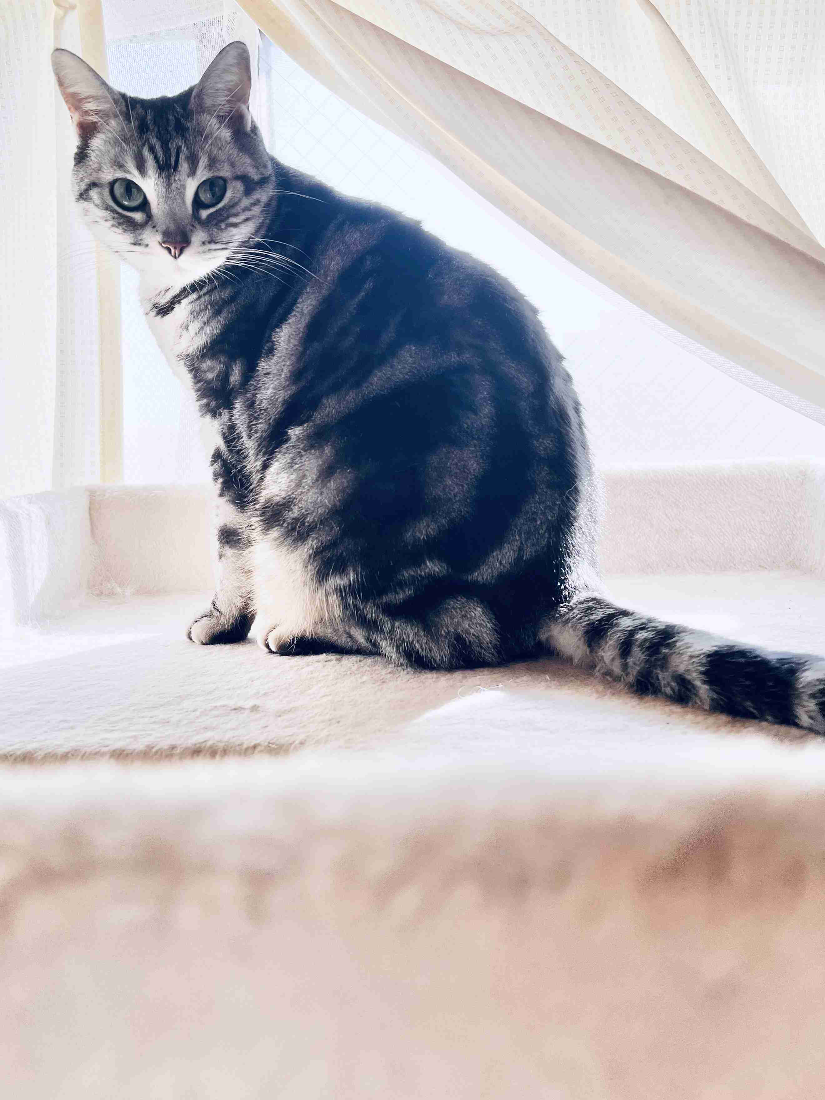 がるちゃん猫カフェ118号店開店しました♪(初めての方も大歓迎♪)